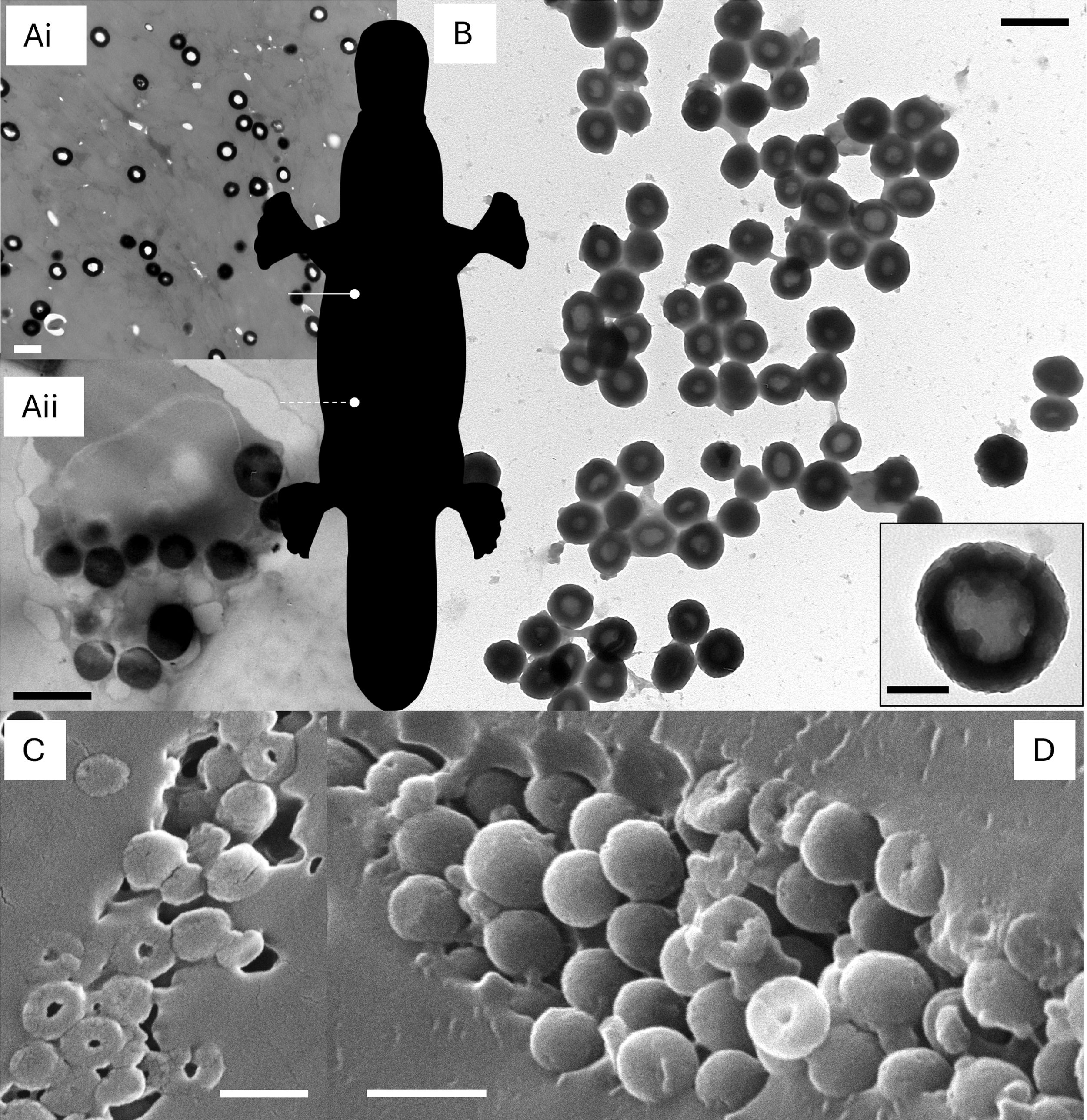 Micrografías del pelo del ornitorrinco que revelan la presencia de melanosomas huecos y esféricos (A–D), una estructura inédita en vertebrados: en las imágenes se observan tanto melanosomas sólidos como vacíos en el interior