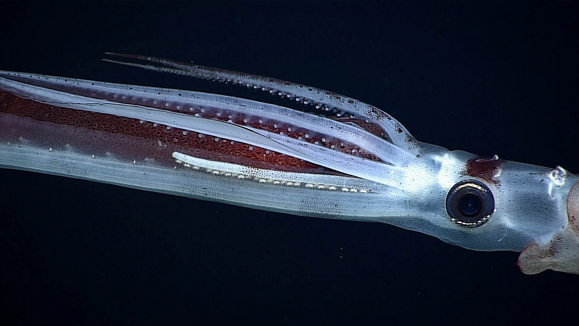 Dos calamares del género Chiroteuthis interactúan en las profundidades del Pacífico en una escena aún enigmática —¿depredación o apareamiento?— que refleja lo poco que sabemos sobre el comportamiento y la cognición de estos cefalópodos