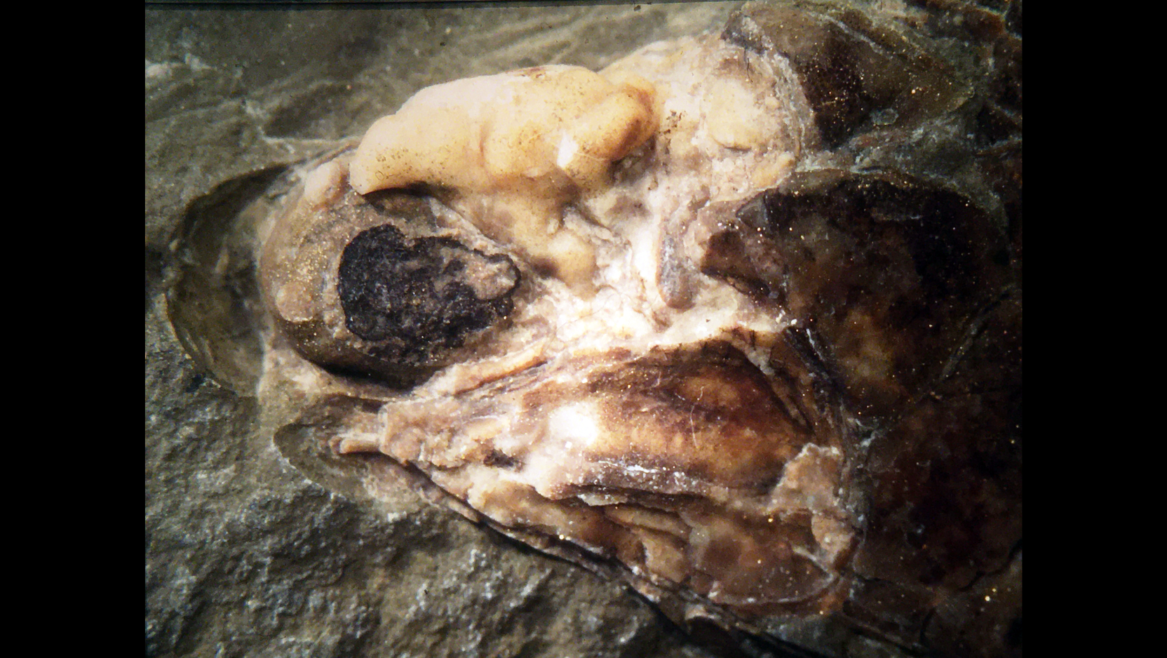Detalle de la cabeza fosilizada de Trawdenia planti. En la imagen se distingue, en negro, la parte posterior del globo ocular y, en blanco, el molde mineralizado que rellenó la cavidad cerebral.