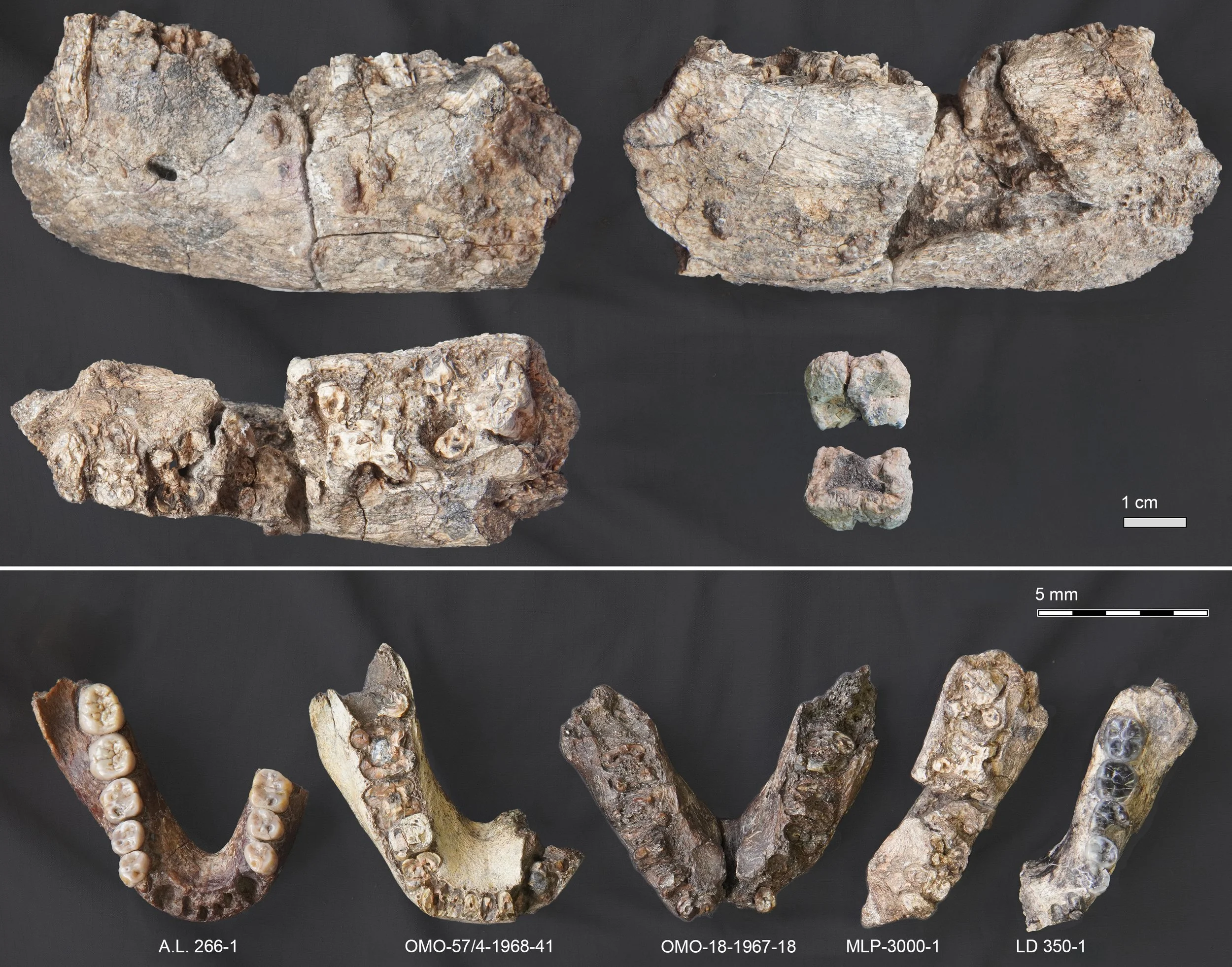 Arriba, distintas vistas de MLP-3000-1, la nueva mandíbula inferior parcial izquierda de Paranthropus con su molar preservado. Abajo, comparación directa de este fósil con mandíbulas de otros homínido