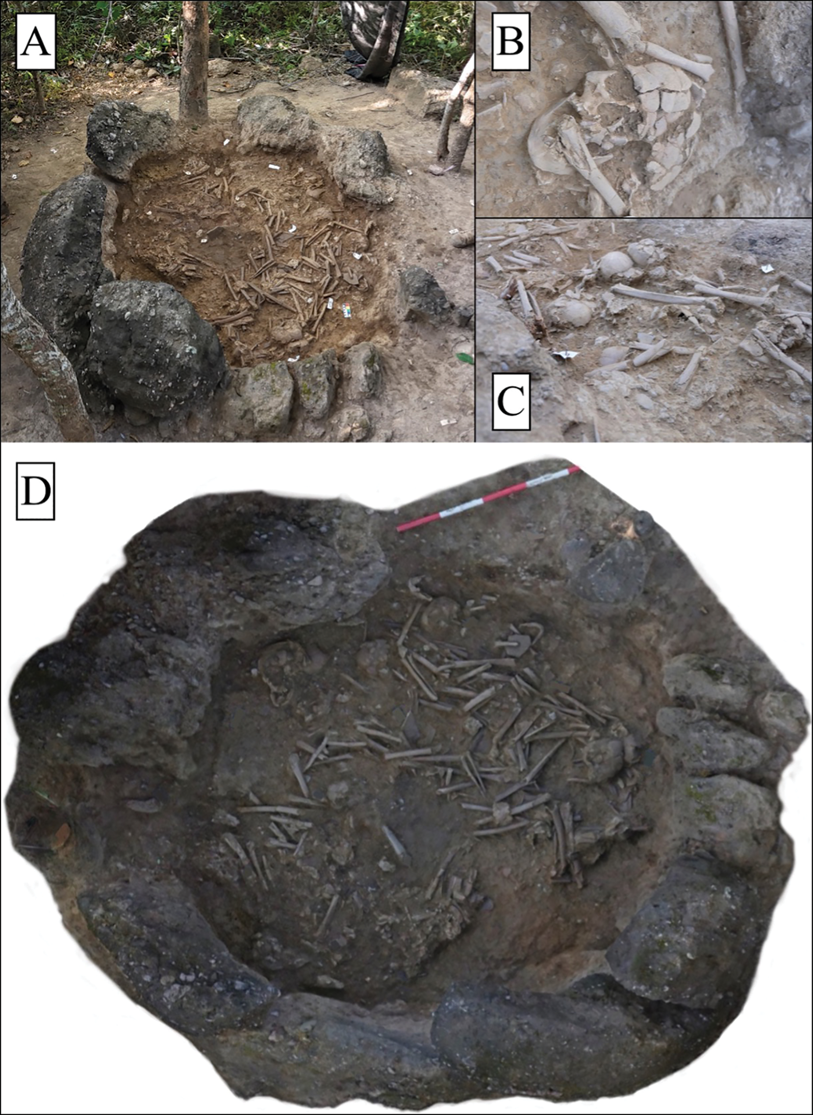 Restos óseos hallados en el interior de la tinaja Jar 1 durante las excavaciones arqueológicas en el páramo de las tinajas de Laos.