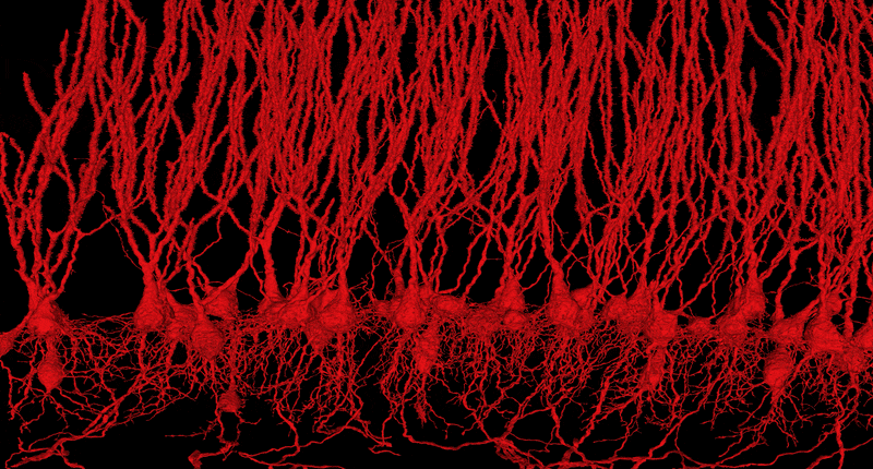 Reconstrucción animada de distintos tipos de neuronas que ayudan al pez eléctrico a filtrar el ruido producido por sus propios pulsos y a distinguir las señales relevantes del entorno.