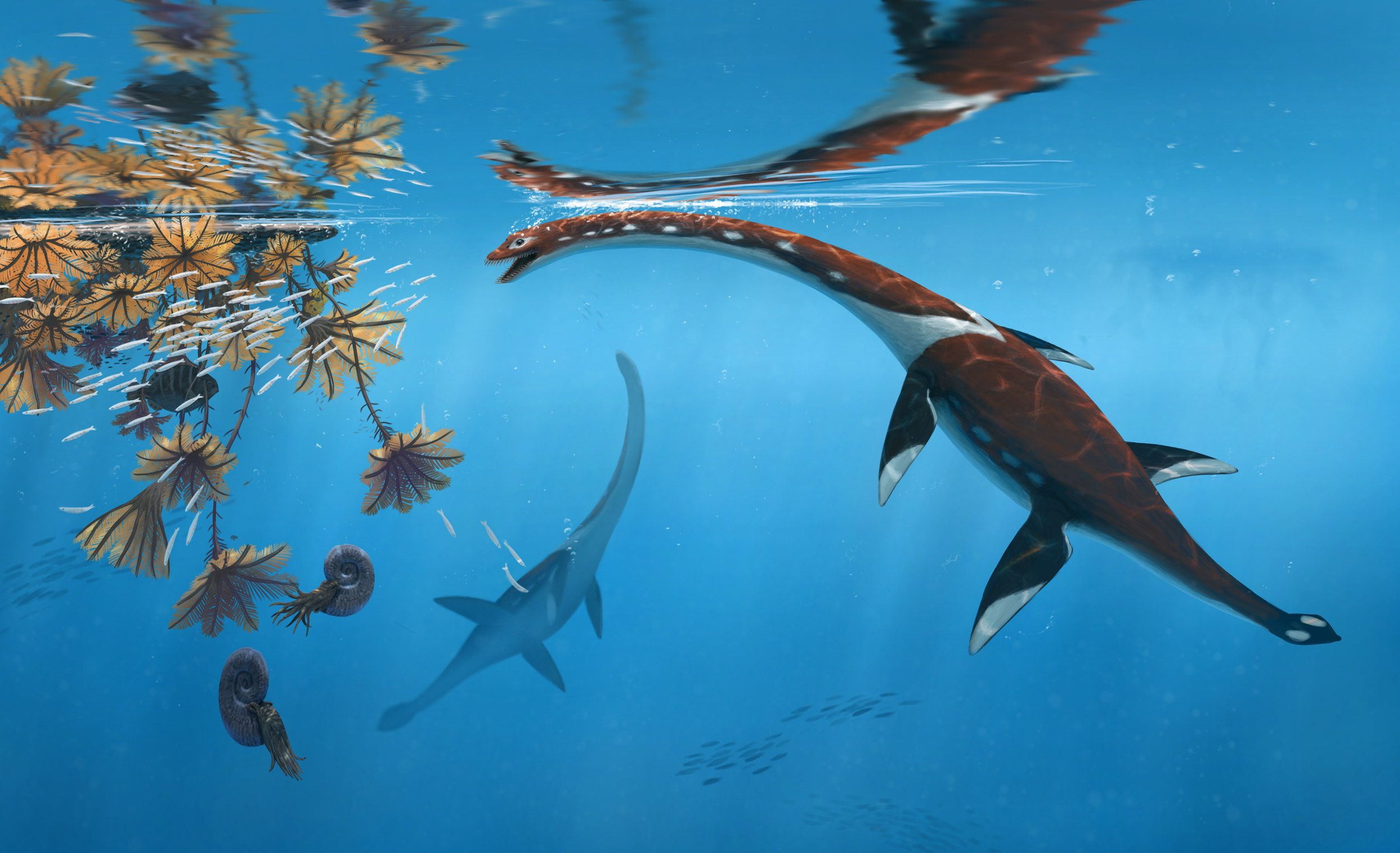 Ilustración de Plesionectes longicollum realizada por el artista Peter Nickolaus.