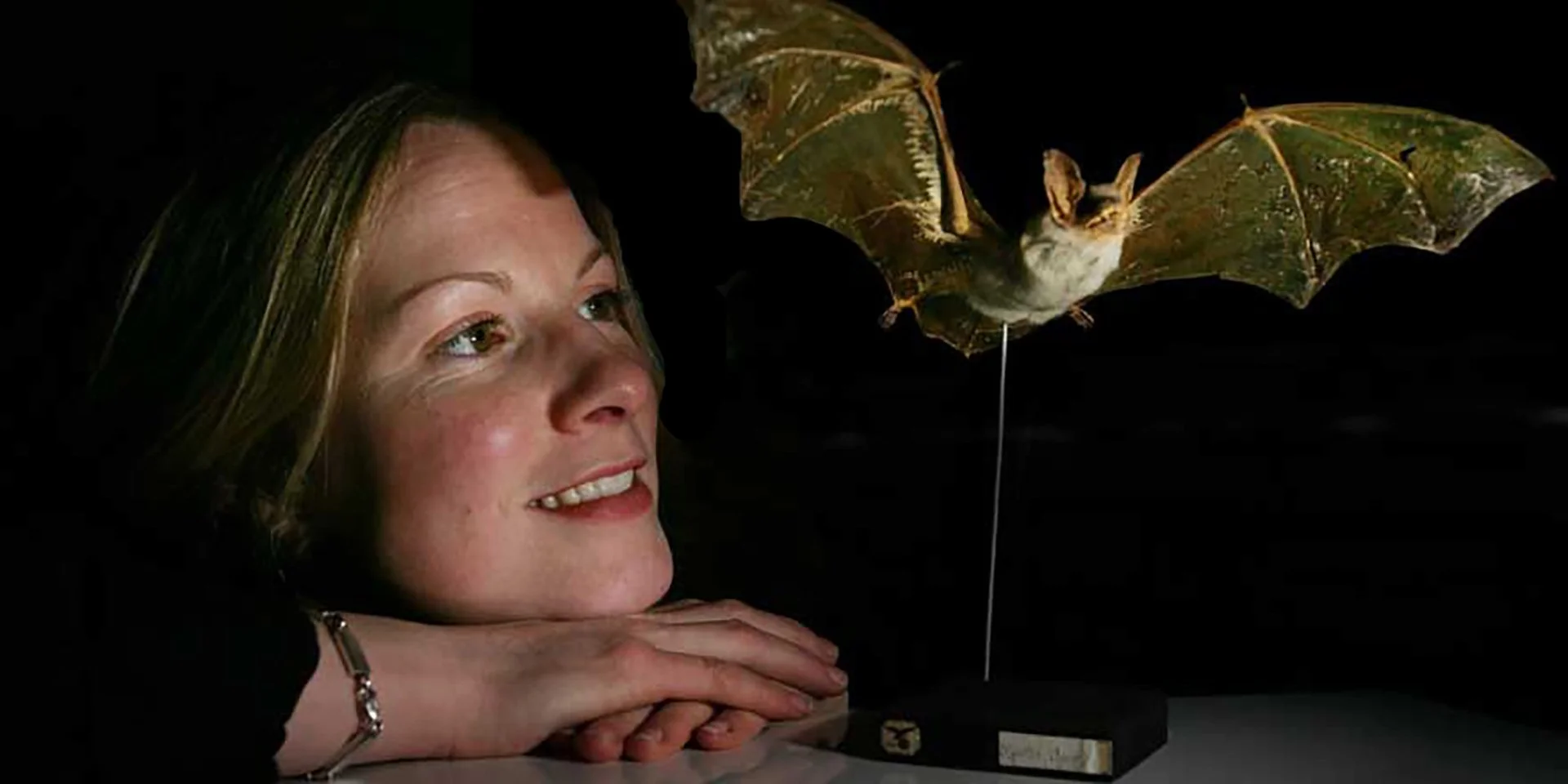 Emma Teeling, cofundadora del consorcio Bat1K, mira un murciélago disecado. El equipo internacional que integra este consorcio ha reconstruido la historia evolutiva del grupo y sitúa su origen más probable en Europa.