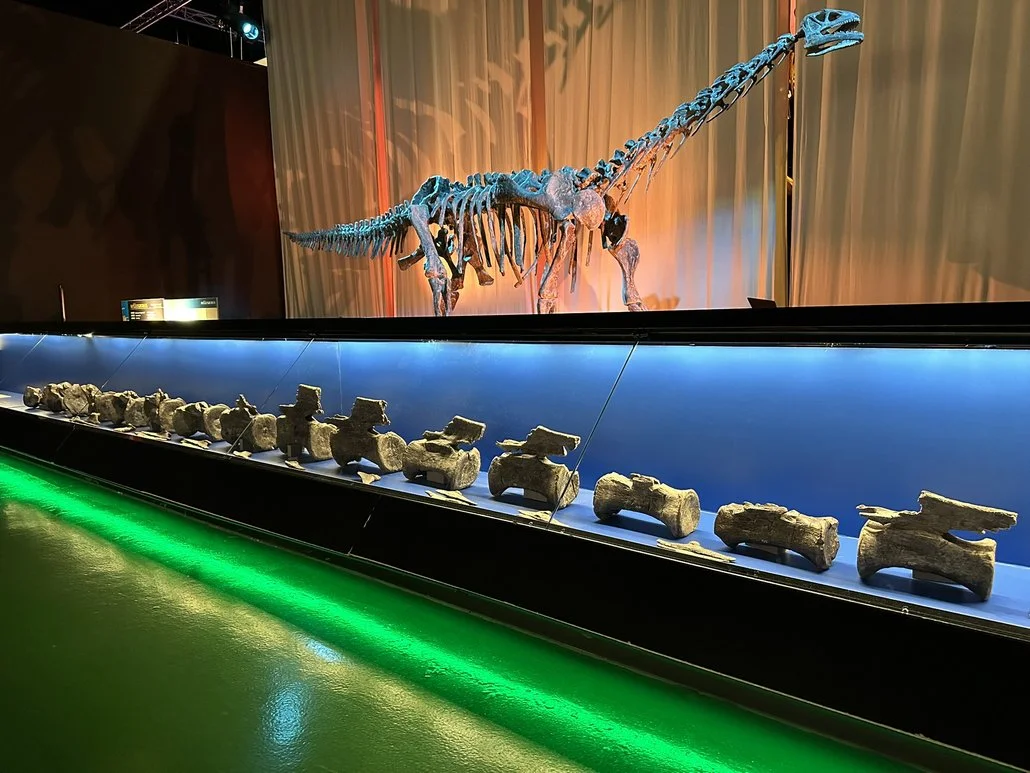Huesos originales de la cola del Diplodocus de El Castellar, expuestos en primer plano en el Museo Aragonés de Paleontología de Dinópolis, en Teruel.