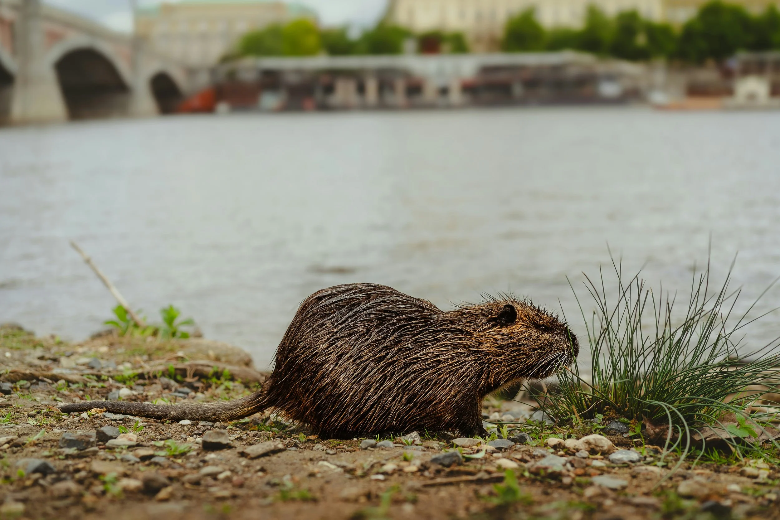 Un castor junto a un entorno urbano ribereño. La investigación concluye que muchas especies urbanas se vuelven más exploradoras y adaptables para aprovechar los recursos que ofrecen las ciudades.