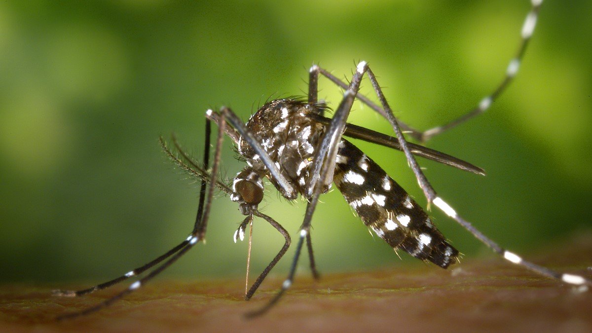 Una hembra de mosquito tigre (Aedes albopictus), reconocible por su característico patrón de bandas blancas y negras.