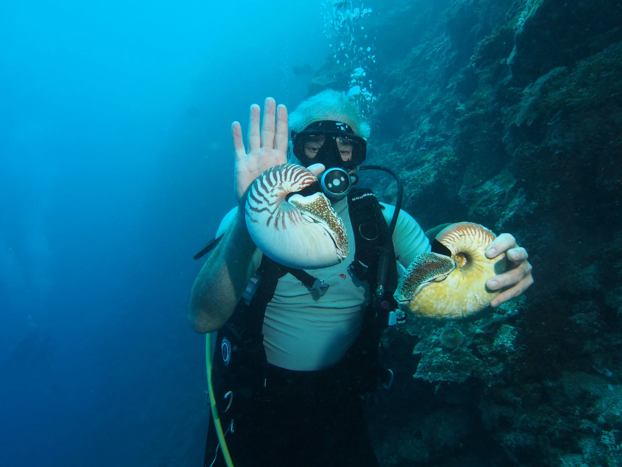 El científico Peter Ward sostiene dos nautilos —Nautilus pompilius (blanco) y Allonautilus scrobiculatus (amarillo)—, considerados fósiles vivientes que permiten comparar la evolución de los cefalópodo
