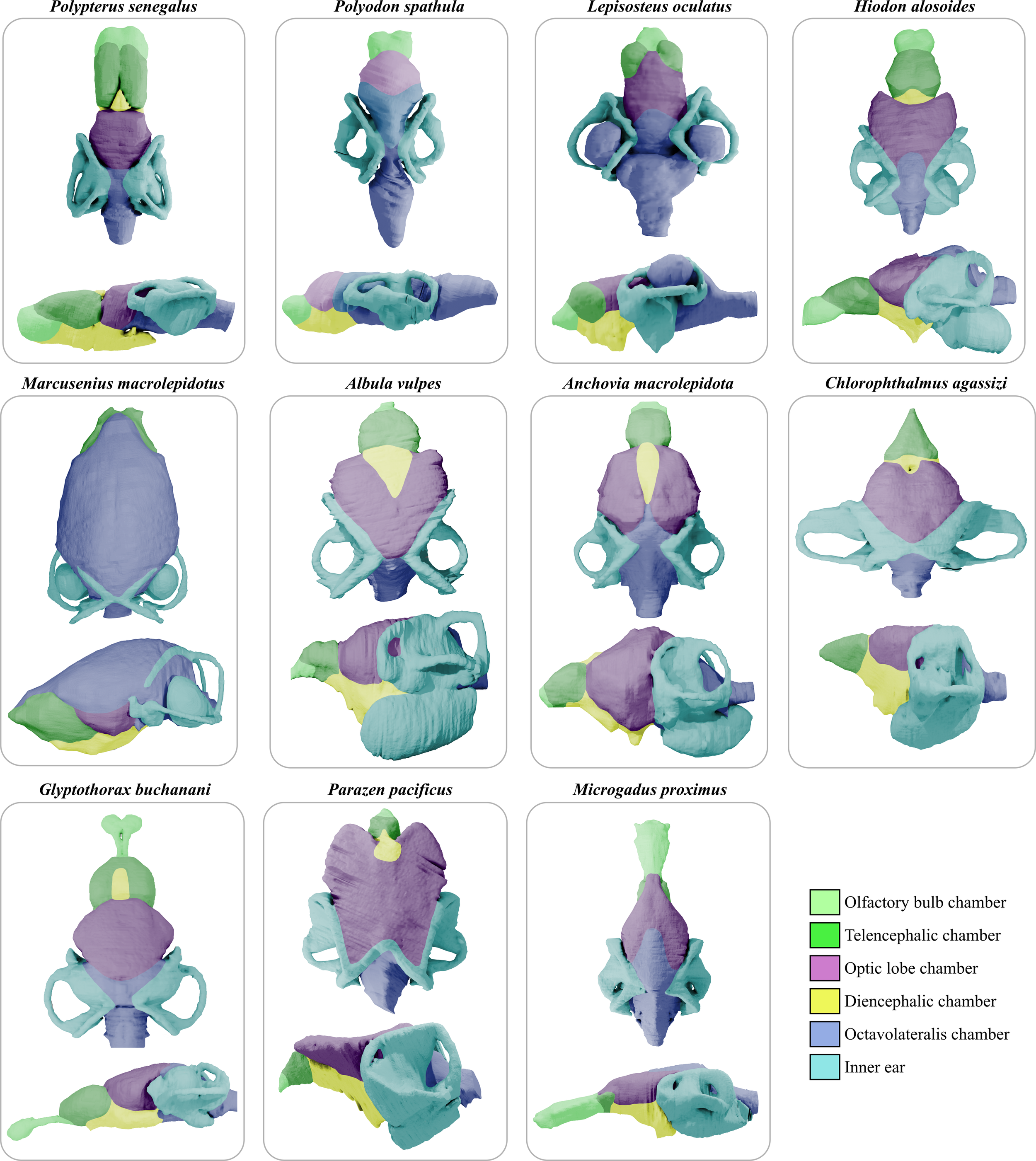 Reconstrucciones 3D de los endomoldes en distintas especies actuales de peces de aletas radiadas.