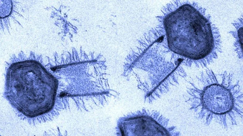 Los virus gigantes, capaces de sobrevivir miles de años y superar los 300 nanómetros de tamaño, han sido hallados en lugares extremos como el permafrost siberiano o bajo el hielo antártico