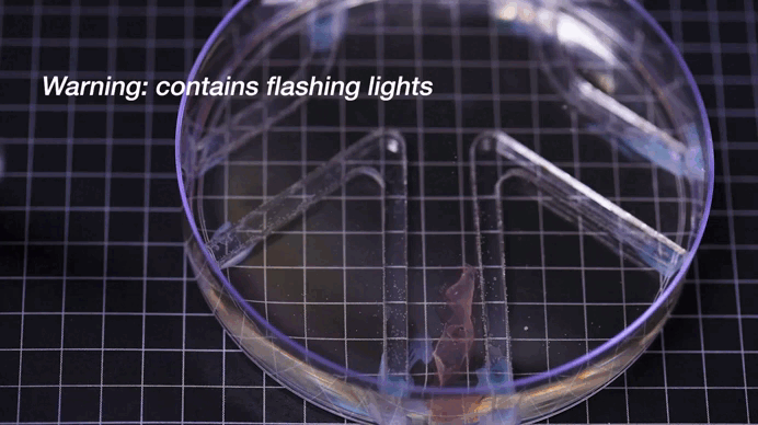 El vídeo, reproducido a velocidad acelerada, muestra cómo el robot bihíbrido mueve sus aletas musculares en respuesta a la luz y avanza por el agua.