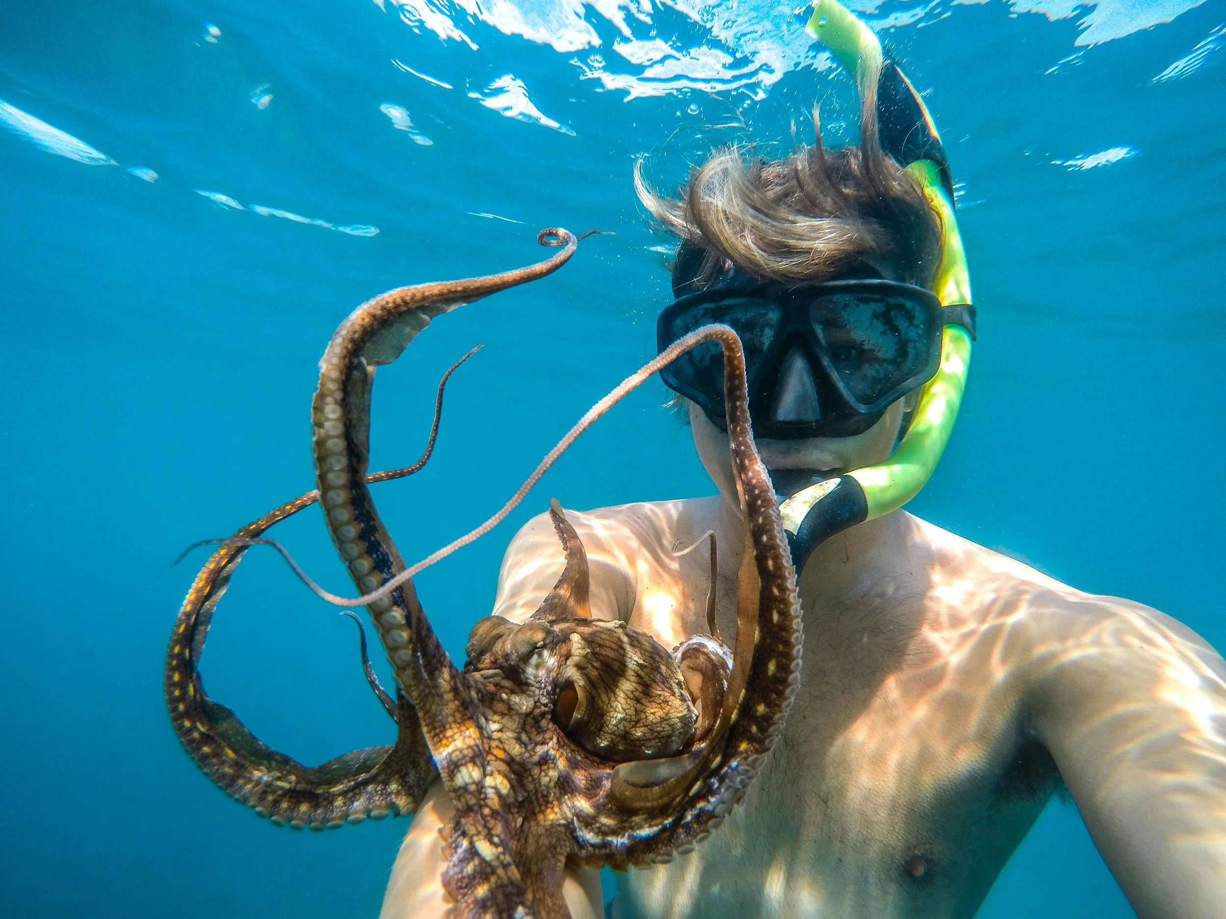 Un pulpo interactúa con un buceador en aguas poco profundas, mostrando la extraordinaria destreza y capacidad exploratoria que han servido de modelo para la nueva generación de brazos robóticos bioinspirados.