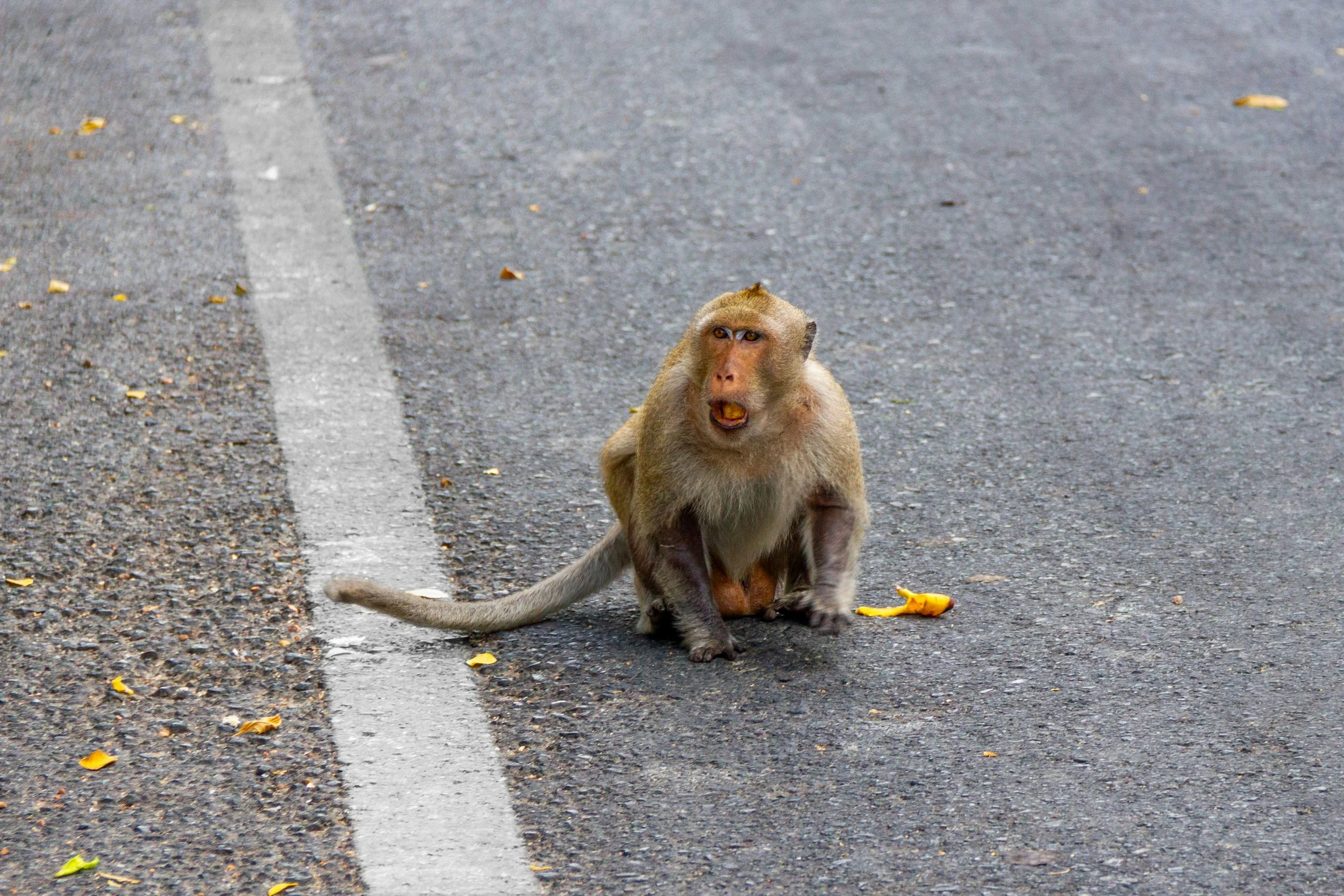 Un macaco se mueve con total tranquilidad por una carretera urbana. Según el estudio, los animales que viven cerca de los humanos desarrollan comportamientos más audaces y toleran mejor el riesgo y la presencia humana.