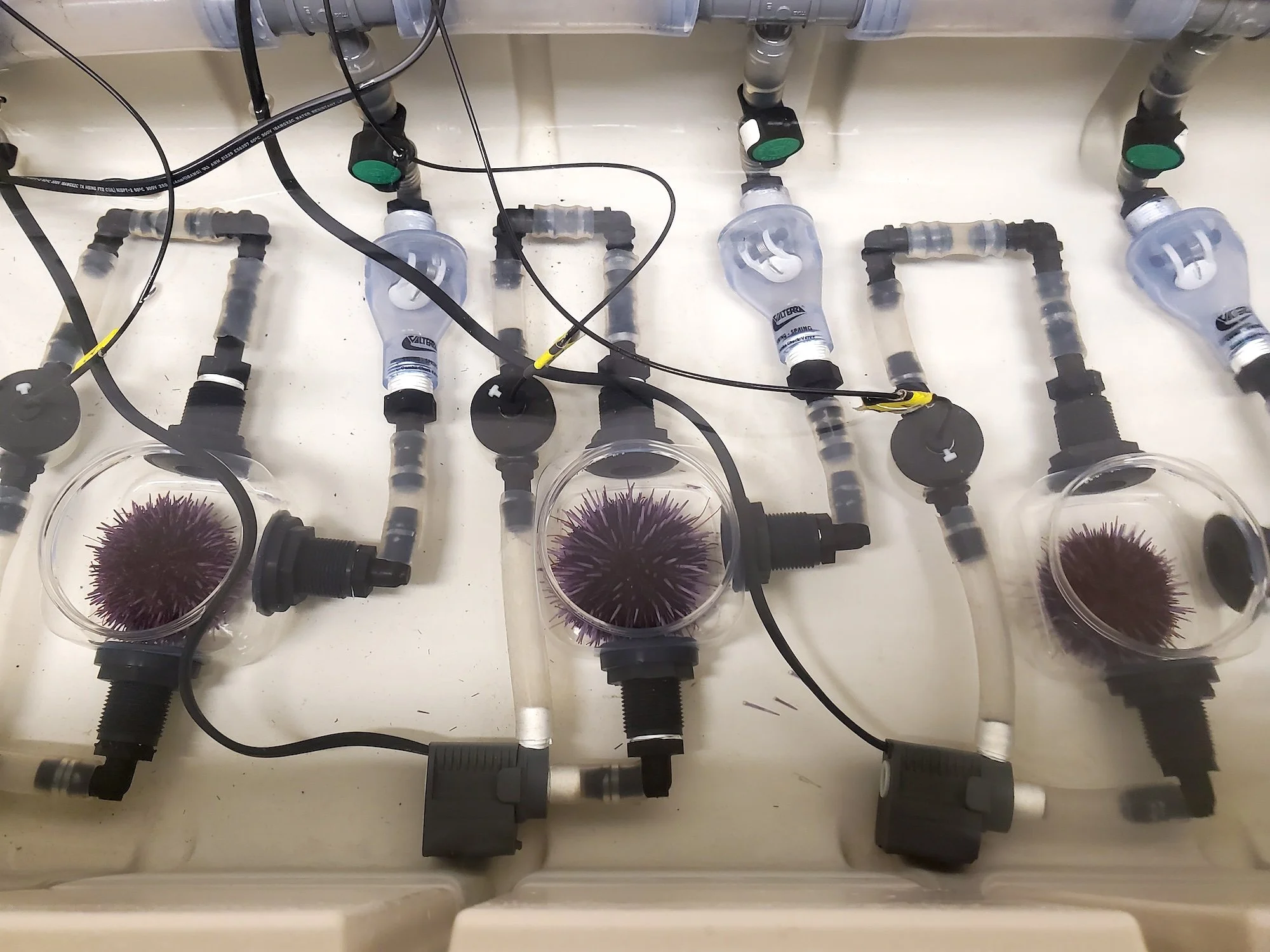 Erizos de mar utilizados en los experimentos de laboratorio que permitieron medir cómo aumenta el consumo de oxígeno de los organismos marinos a medida que se eleva la temperatura del agua.