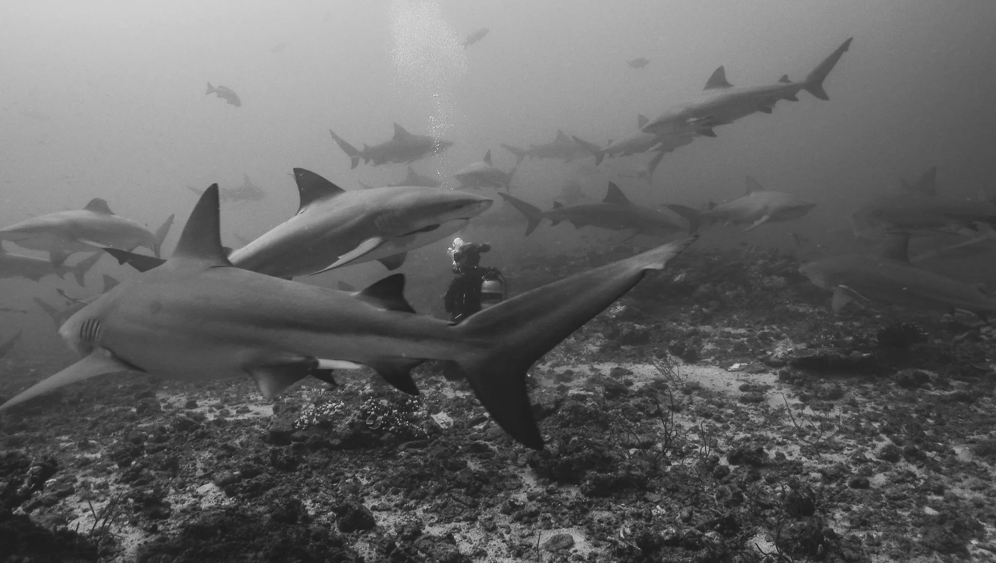 La investigadora Natasha D. Marosi, entre tiburones toro en la Reserva Marina Shark Reef (Fiyi), donde se documentaron sus complejas relaciones sociales.