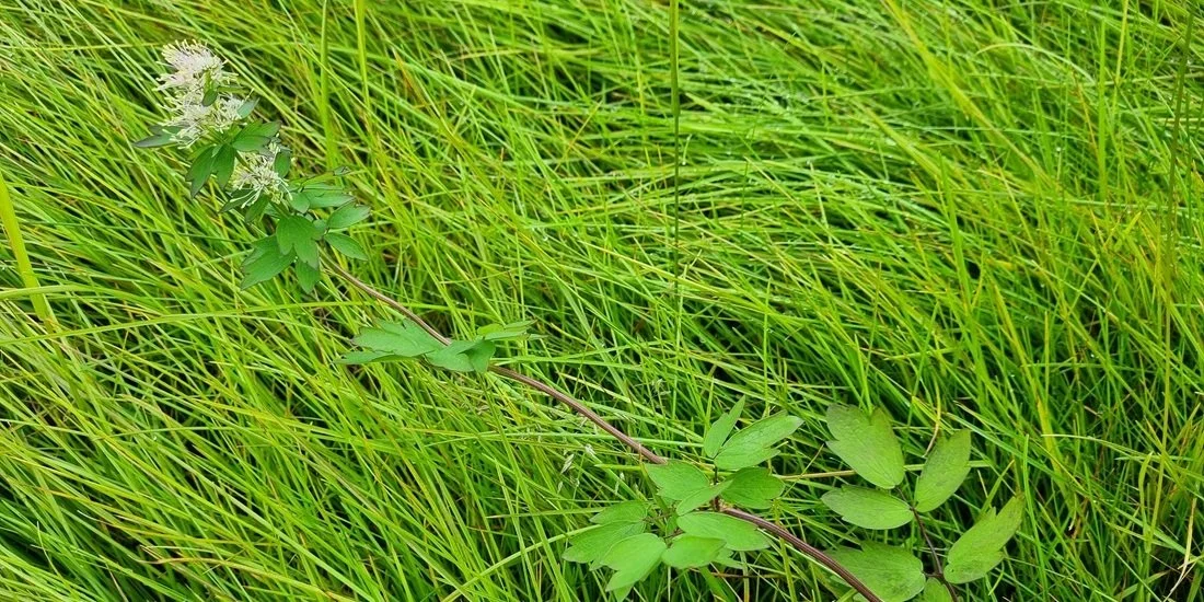 En los últimos años, un número sorprendentemente alto de especies exóticas ha logrado prosperar en Svalbard. En 2024 se identificó allí por primera vez el ruibarbo de los pobres​ (Thalictrum flavum).