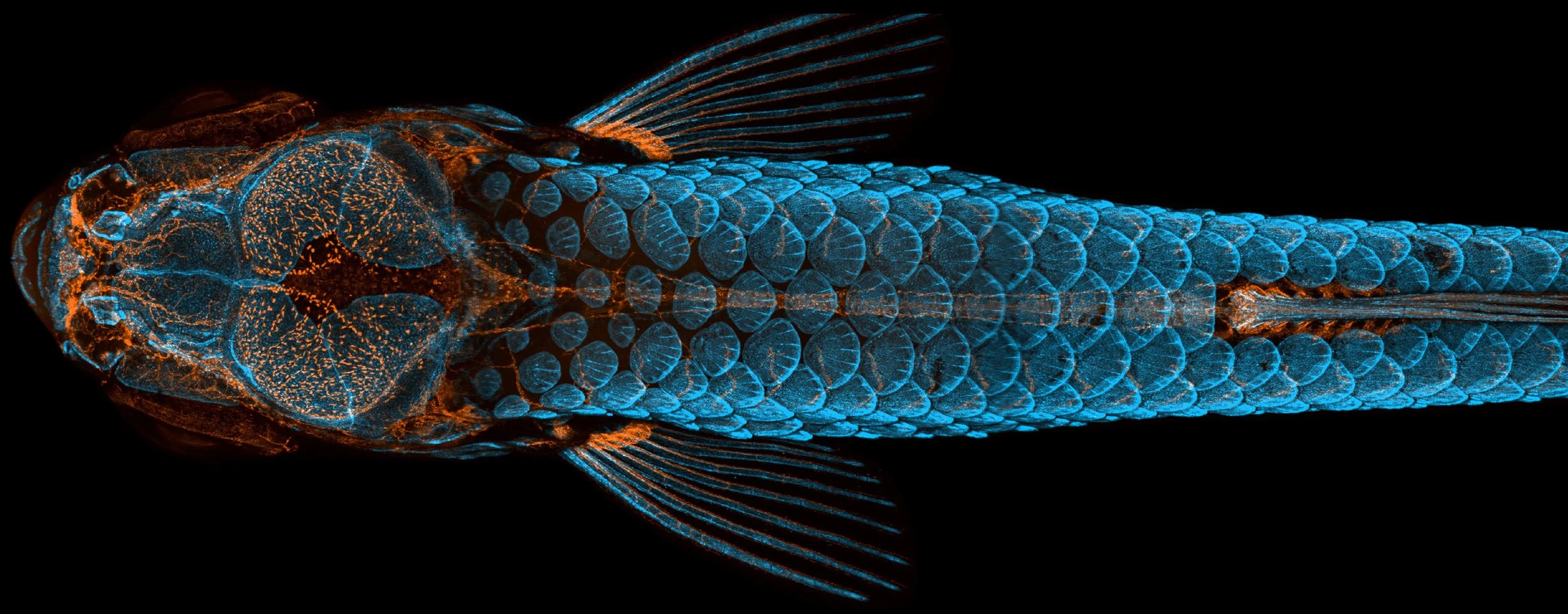 Vista dorsal de un pez cebra juvenil obtenida mediante escáneres 3D de alta resolución: los huesos y escamas aparecen en azul y los vasos linfáticos en naranja.