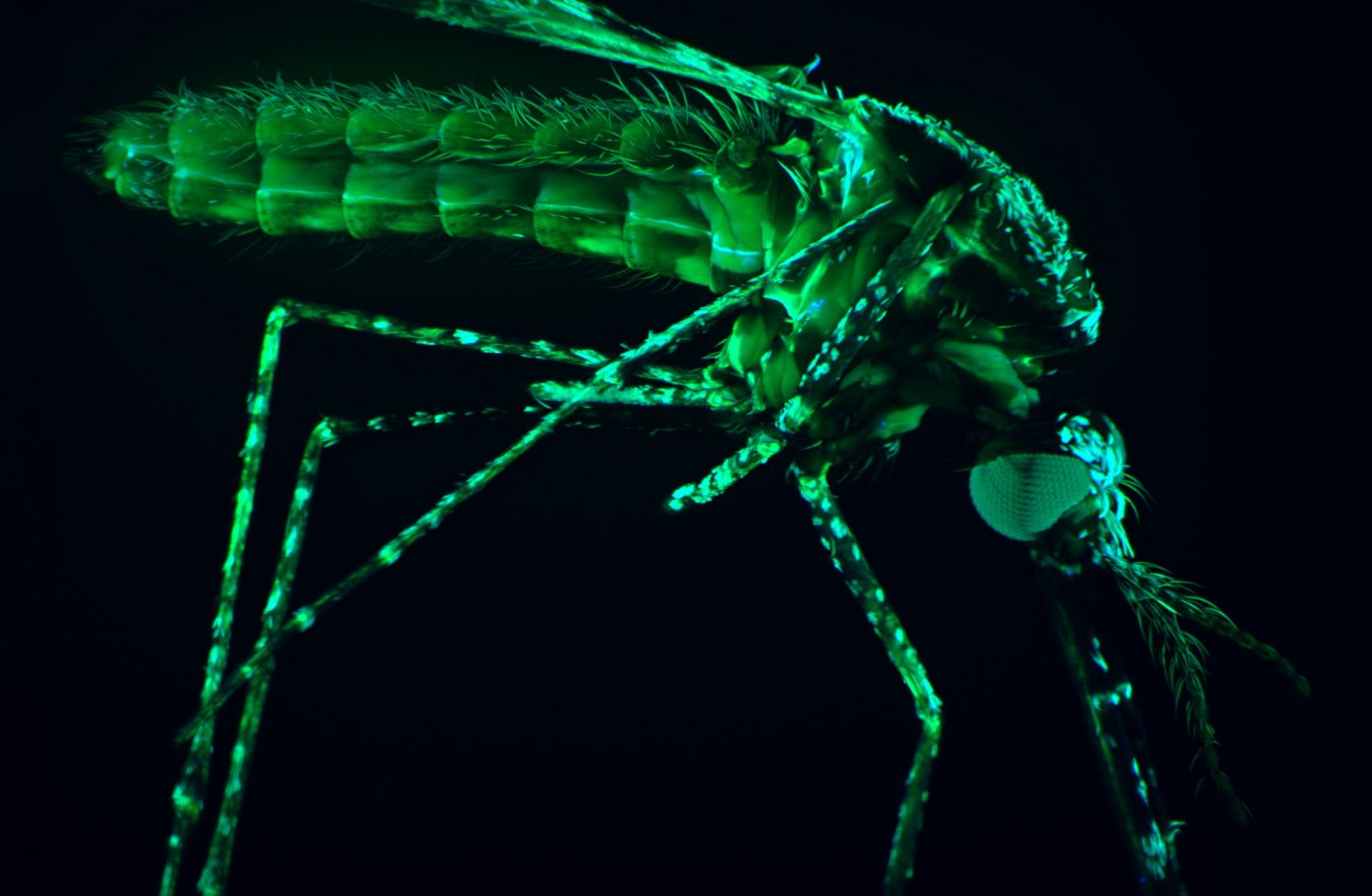 Imagen ampliada de un mosquito Aedes aegypti, una de las principales especies transmisoras de virus como el zika, el dengue y la fiebre amarilla.
