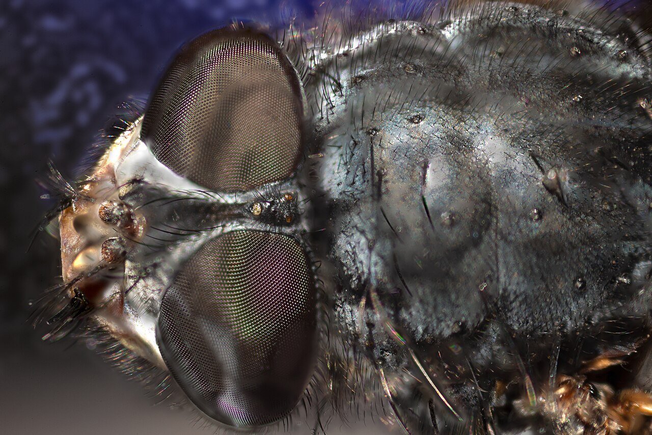 Detalle de la cabeza de Drosophila melanogaster, la mosca de la fruta utilizada para estudiar cómo responde el organismo a un campo magnético casi nulo.