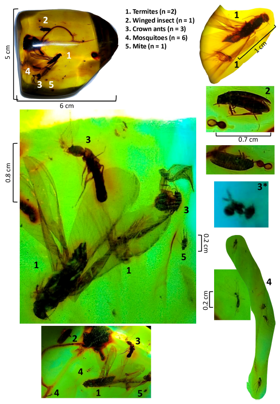 Caso 5: ámbar dominicano del Oligoceno con sinclusiones de insectos sociales: tres hormigas modernas, dos termitas aladas, seis mosquitos, un ácaro y otro insecto con alas, preservados juntos en la misma pieza fósil.