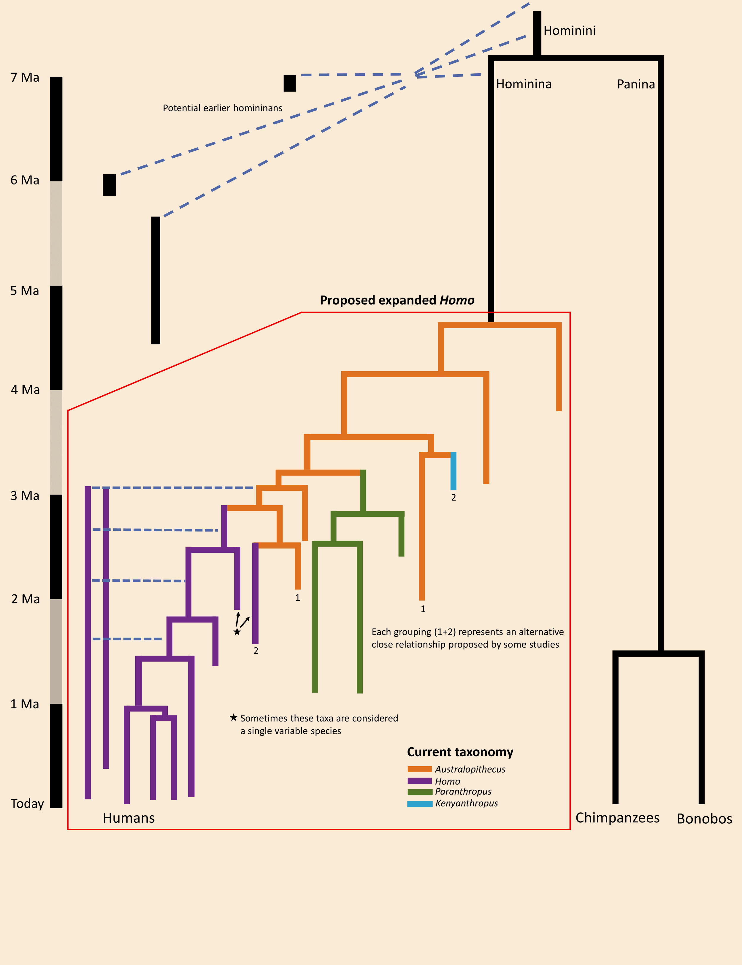 El esquema representa las relaciones evolutivas propuestas entre los principales linajes humanos y sus parientes vivos.