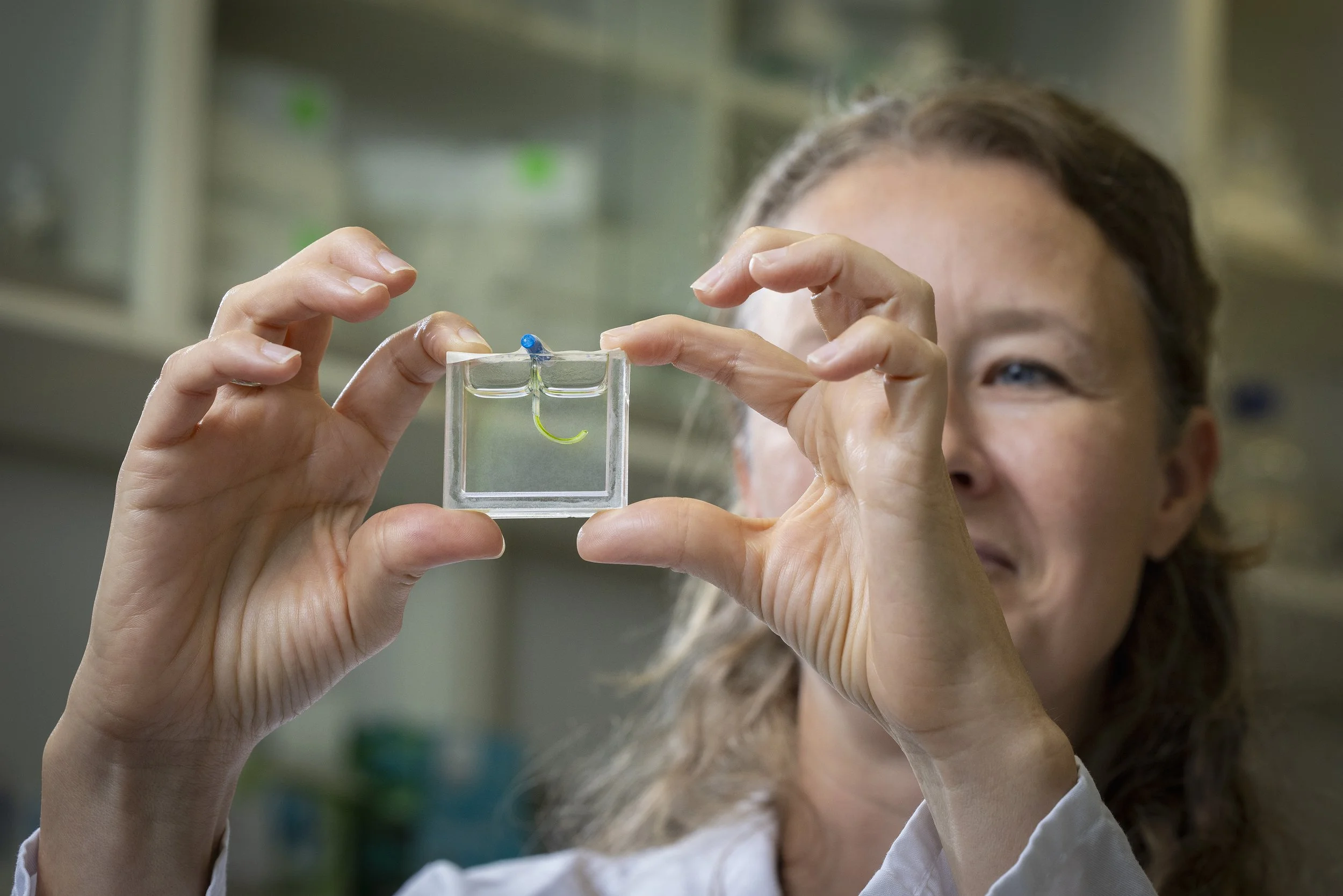 La investigadora Marie-Eve Aubin-Tam, de la Universidad Tecnológica de Delft, muestra el diminuto brazo robótico blando que utiliza microalgas y luz para moverse sin necesidad de motores.