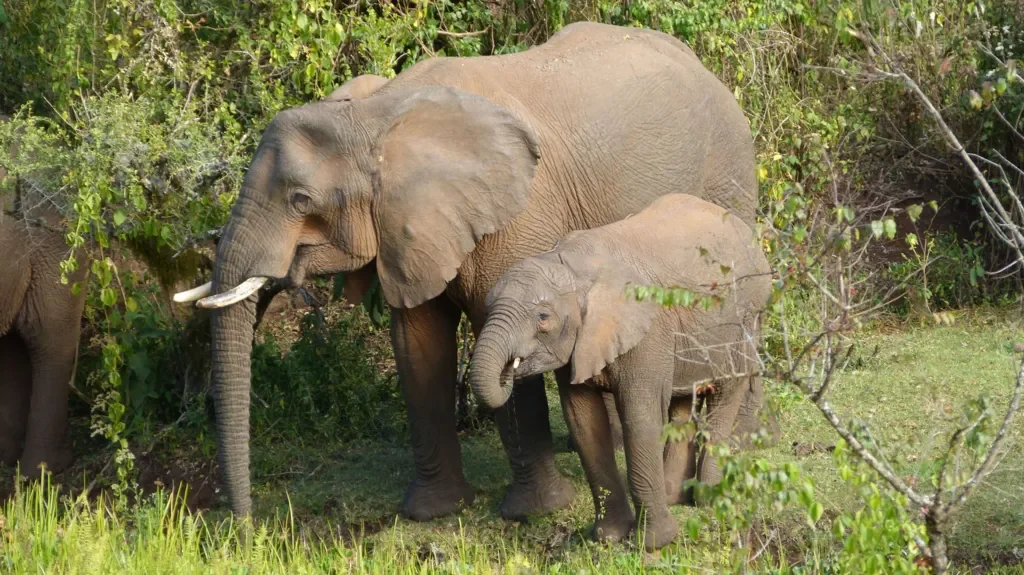 Una elefanta africana junto a su cría en el monte Elgon, donde el nuevo estudio sugiere que algunas madres podrían administrar plantas medicinales a sus pequeños.