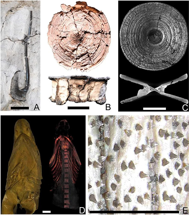 Comparación entre los fósiles y las vértebras de distintos tiburones utilizada por los investigadores para confirmar que las gigantescas vértebras halladas en Dinamarca pertenecen al Otodus megalodon y no a un tiburón peregrino.