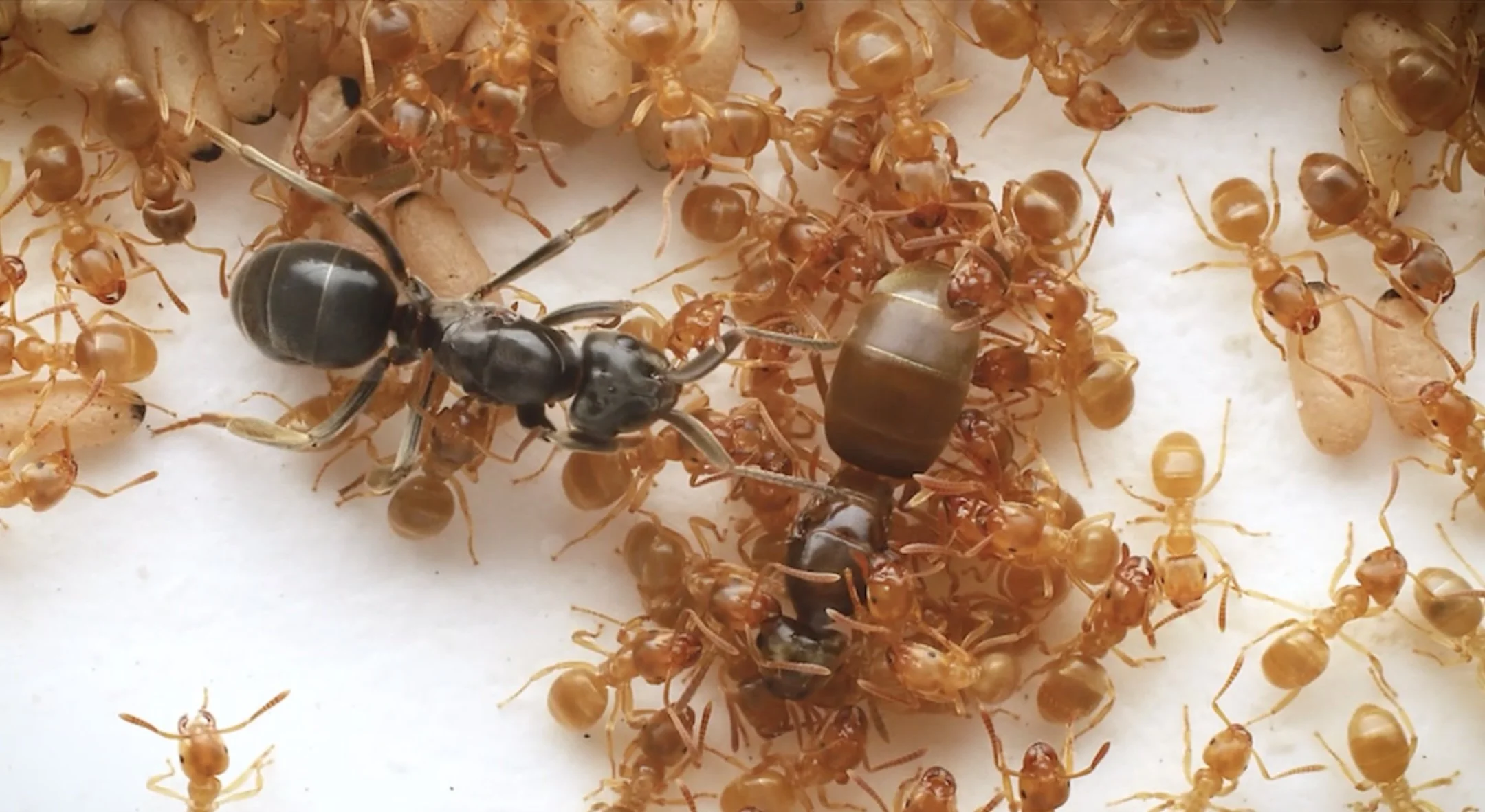 La reina parásita Lasius orientalis (izquierda) se infiltra en el nido de hormigas de la especie Lasius flavus y se aproxima a la reina anfitriona (derecha).