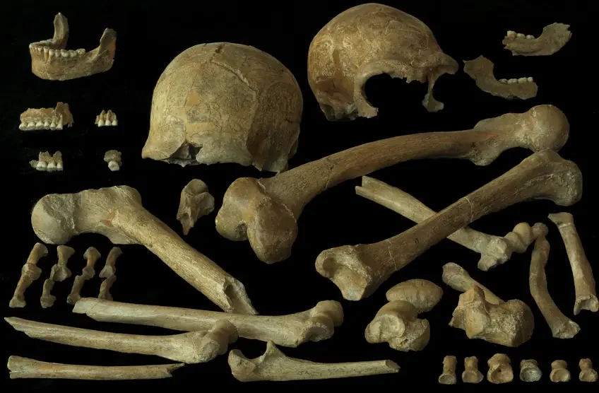 Restos esqueléticos de los neandertales Spy 1 y Spy 2, descubiertos en la cueva de Spy (Bélgica), uno de los hallazgos más emblemáticos de la paleoantropología europea.