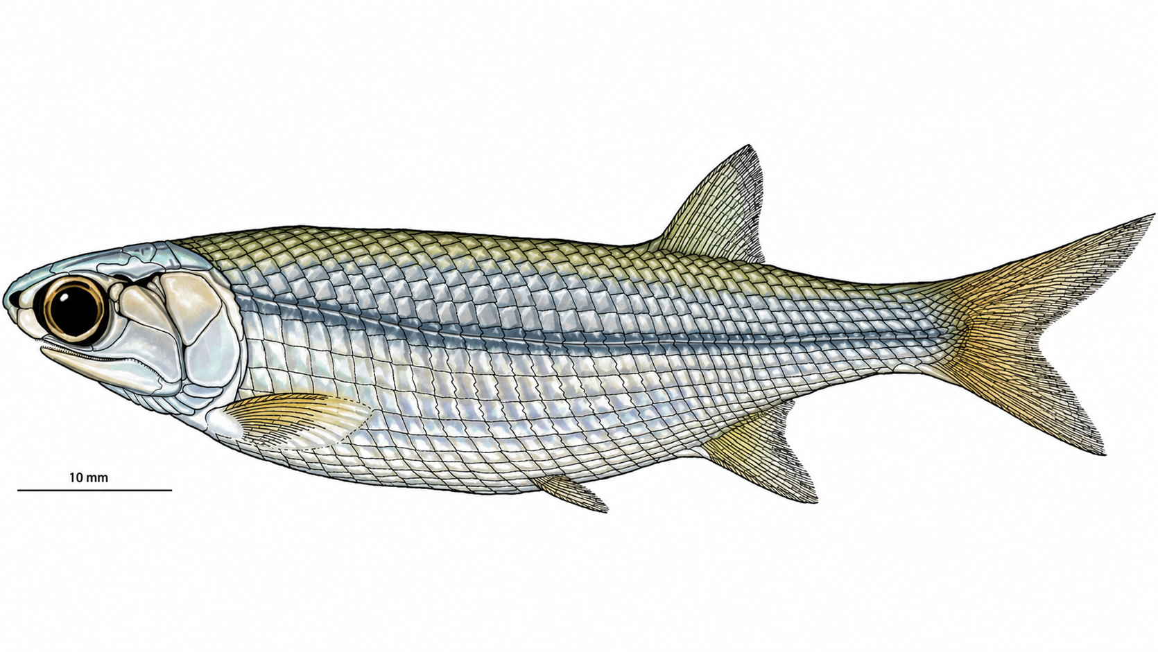 Ilustración científica de Trawdenia planti, un pequeño pez de hace más de 300 millones de años cuyo excepcional estado de conservación ha permitido estudiar por primera vez la anatomía de su cerebro