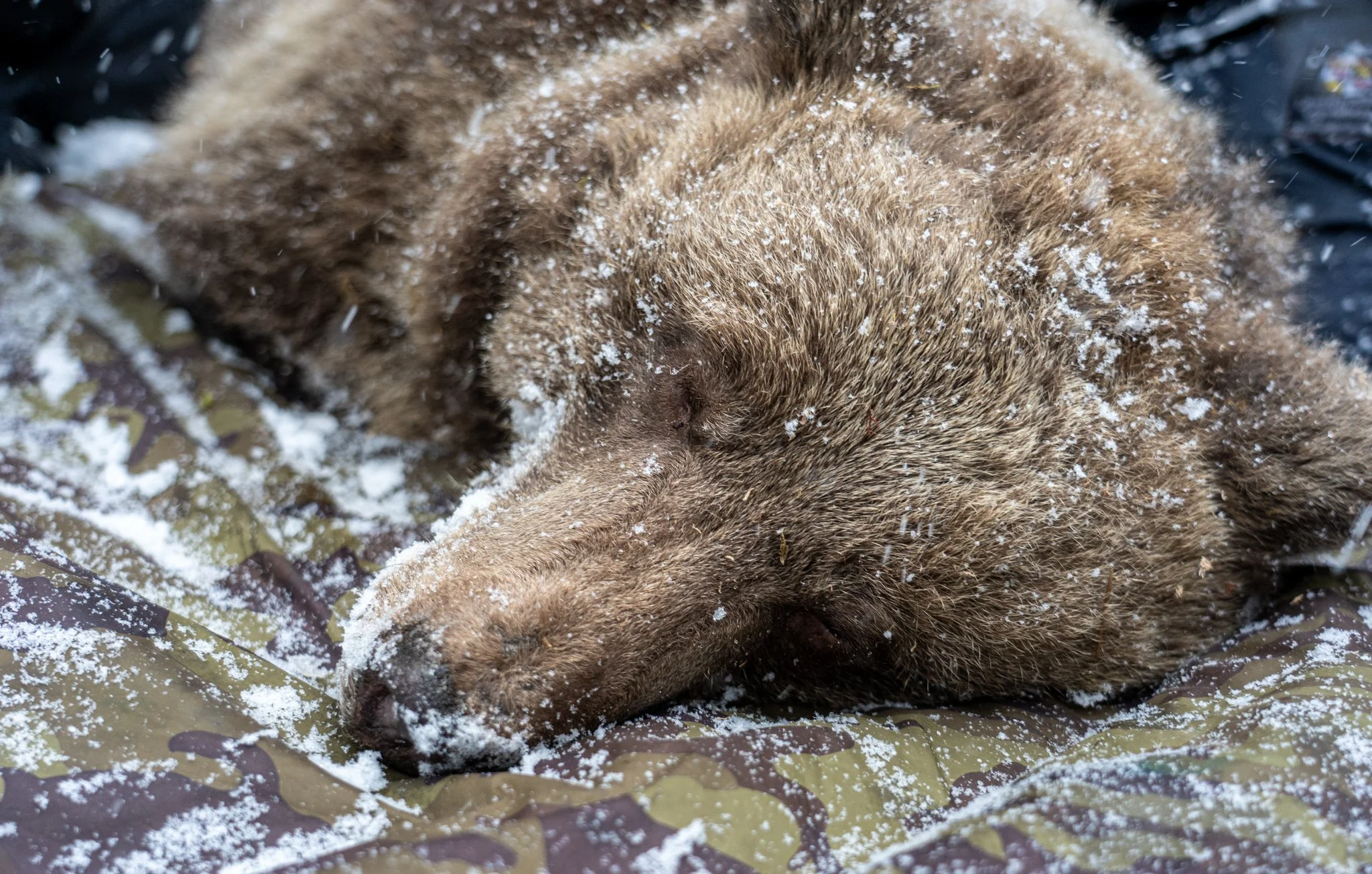Un oso pardo (Ursus arctos) descansa durante la hibernación con el pelaje cubierto de nieve. A diferencia de los pequeños roedores, los osos reducen intensamente su metabolismo, pero mantienen una temperatura corporal relativamente elevada.