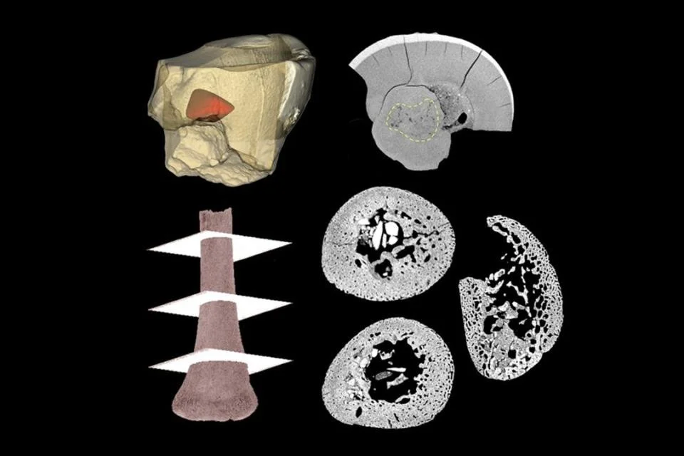Reconstrucción tridimensional y cortes virtuales obtenidos mediante microtomografía computarizada (micro-CT) de un diente y un hueso de un joven neandertal hallado en Alemania.