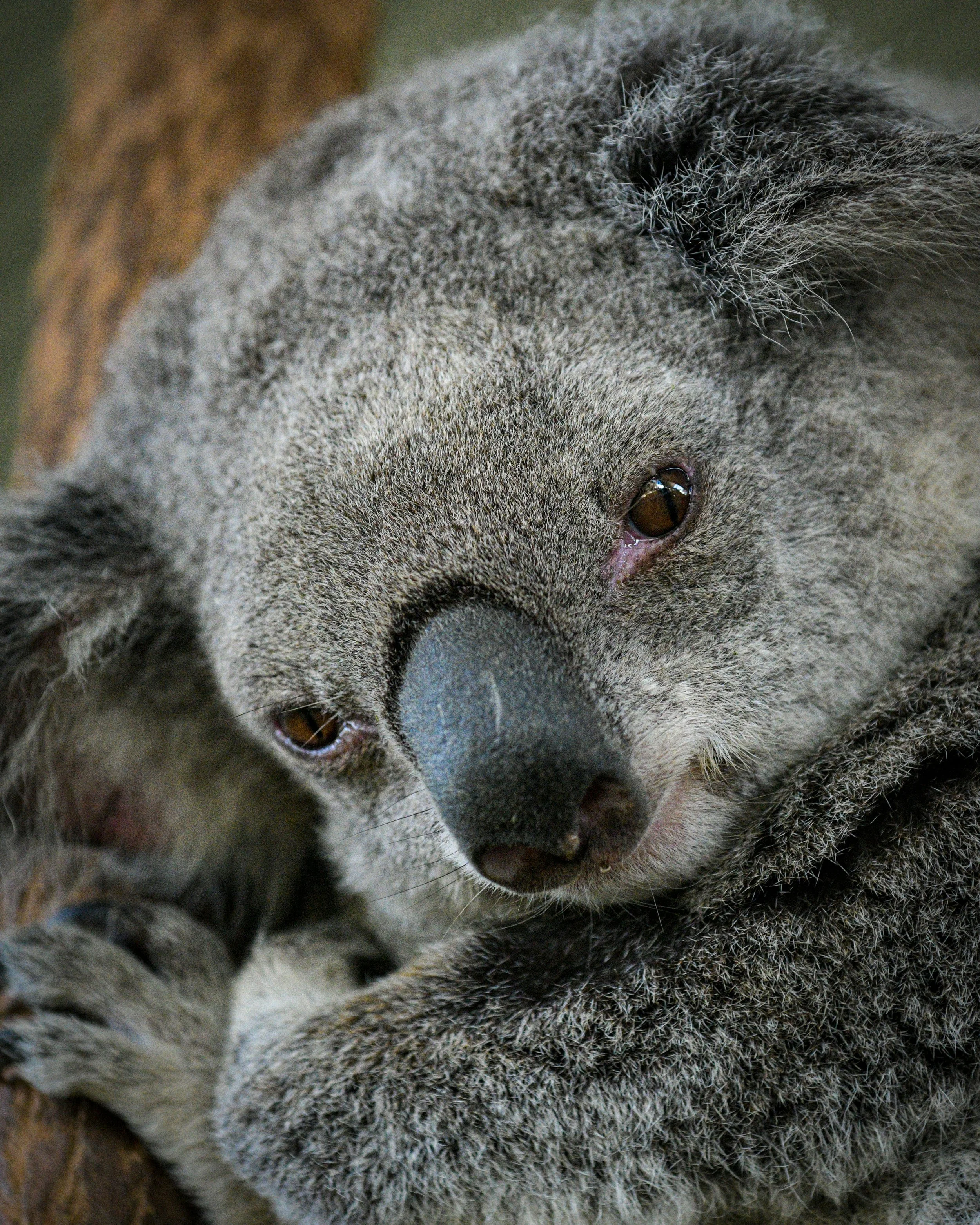 El análisis de 418 genomas de koalas muestra que algunas poblaciones que han sufrido fuertes cuellos de botella genéticos están empezando a recuperarse, lo que cuestiona que una baja diversidad genética implique siempre un mayor riesgo de extinción.