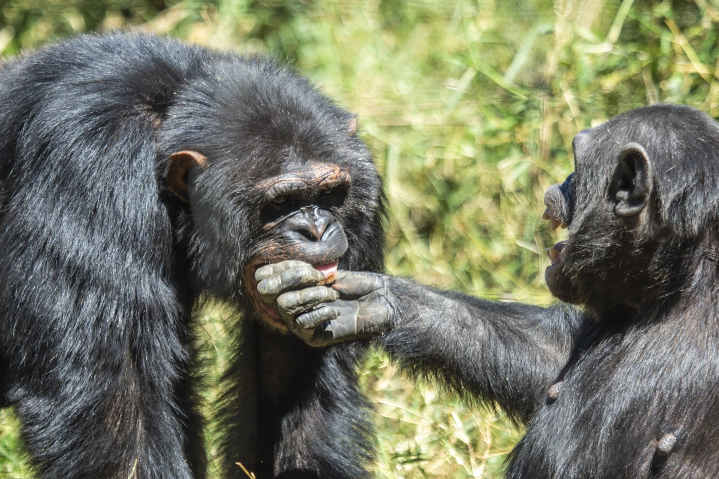 Una hembra introduce la mano en la boca de un macho de chimpancé, un gesto de enorme vulnerabilidad que solo se produce cuando existe un alto grado de confianza entre ambos.