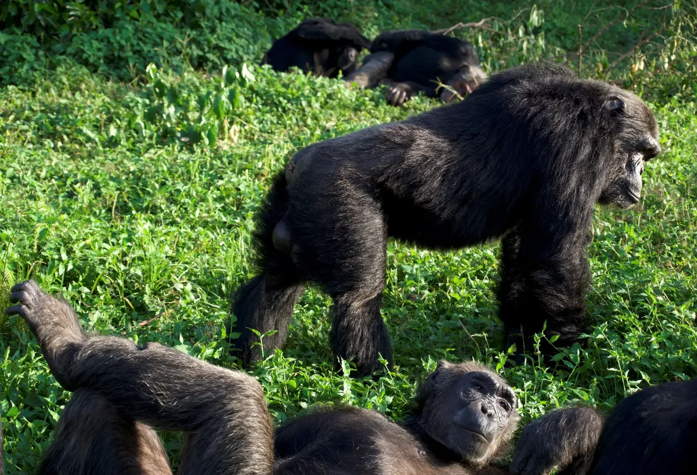 Las jerarquías sociales de los chimpancés están marcadas por la competencia, las alianzas y las relaciones de poder. Un nuevo estudio revela que los individuos de mayor rango muestran una mayor predisposición a asumir riesgos.