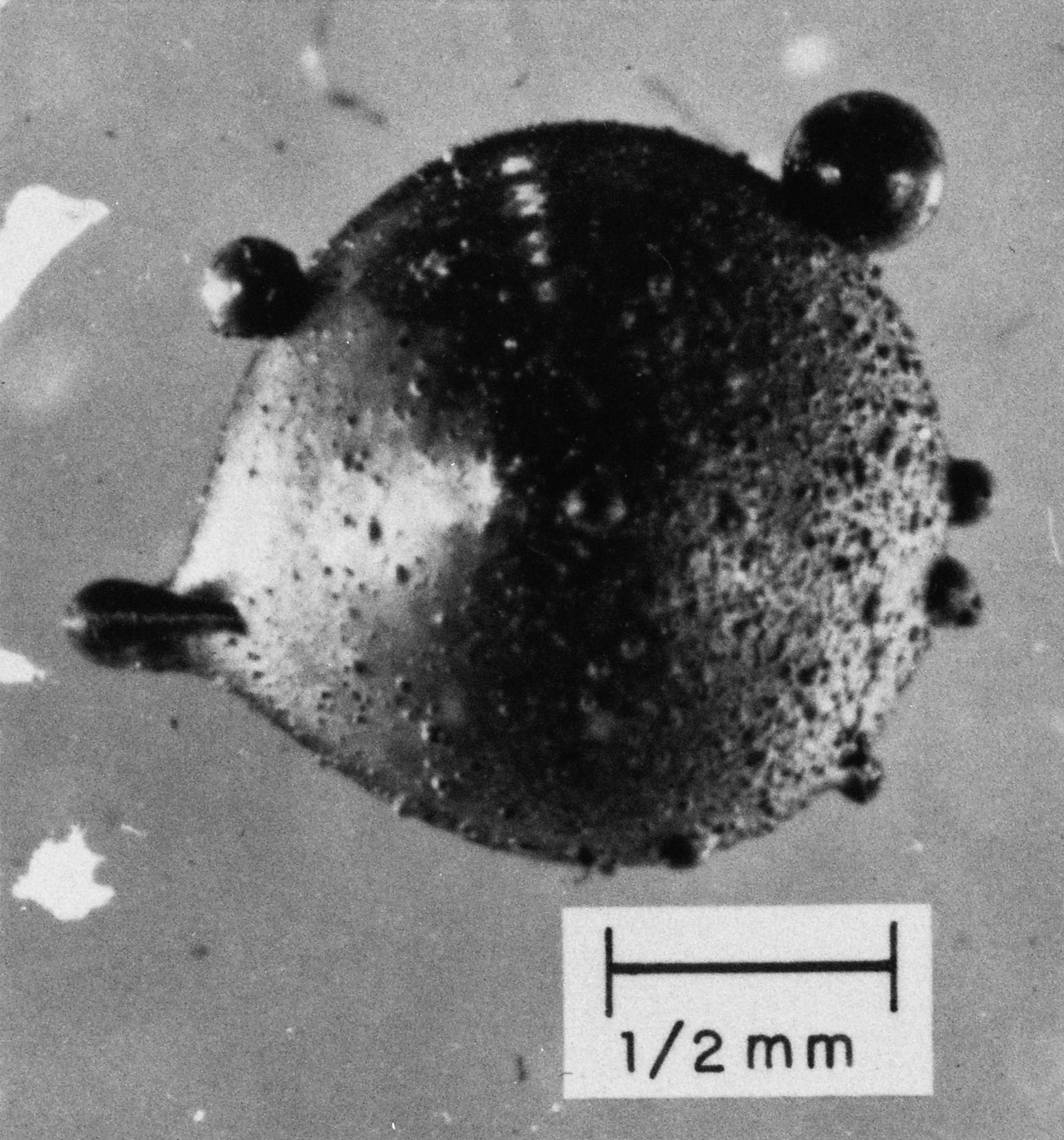 Microfotografía de una partícula típica de lluvia radiactiva generada durante una prueba nuclear en torre realizada en Nevada.