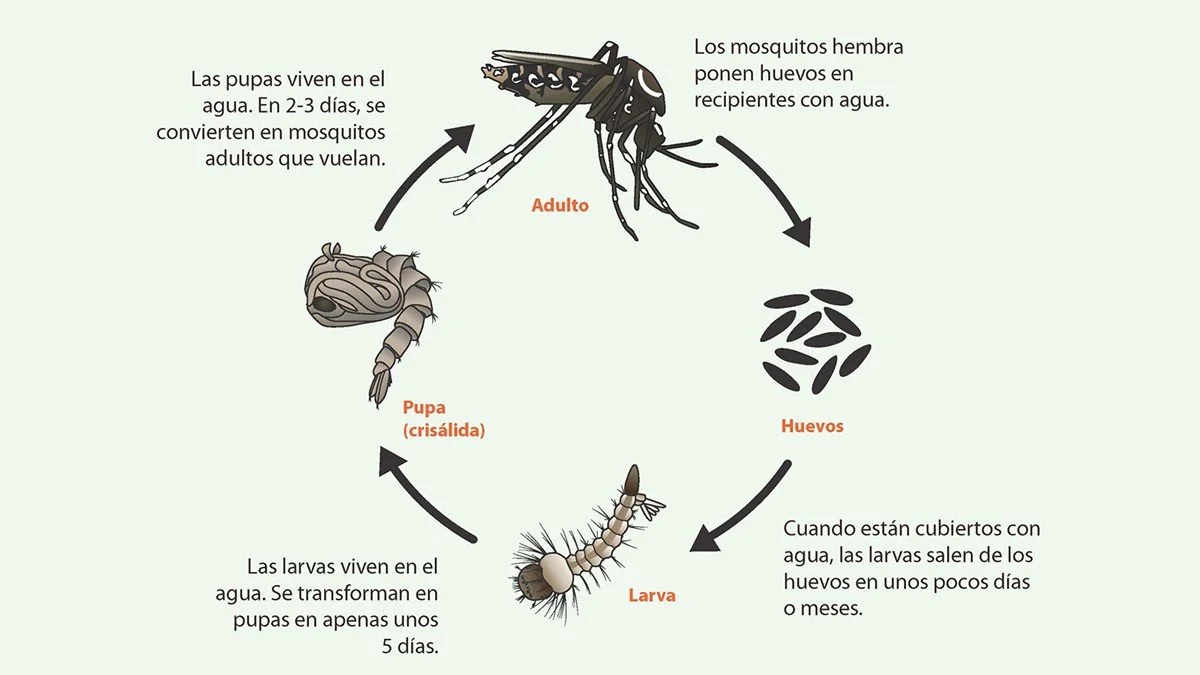 Ciclo de vida de los mosquitos del género Aedes, que pasan por cuatro etapas: huevo, larva, pupa y adulto.