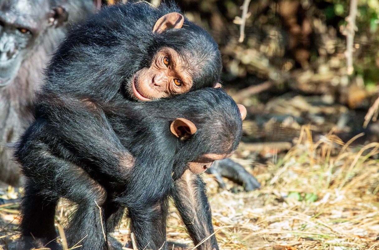Dos jóvenes chimpancés se funden en un abrazo en un santuario forestal.