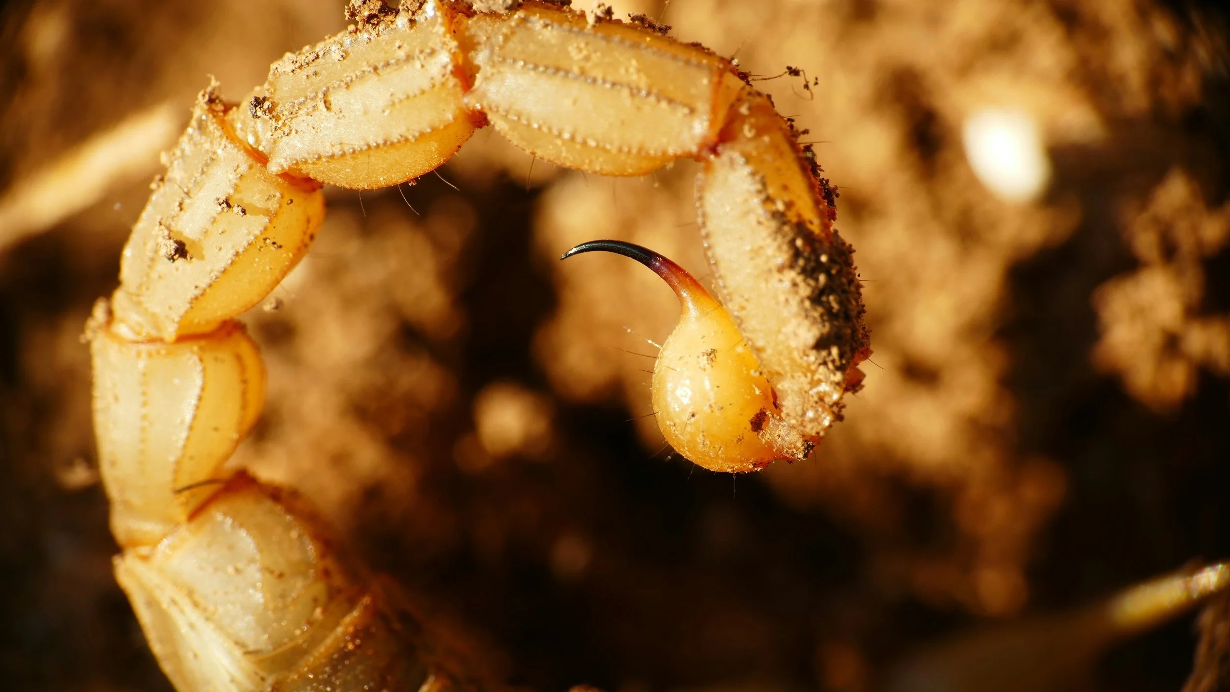 Detalle del aguijón de un escorpión: la punta concentra metales como zinc y manganeso, que refuerzan su dureza y capacidad de penetración.