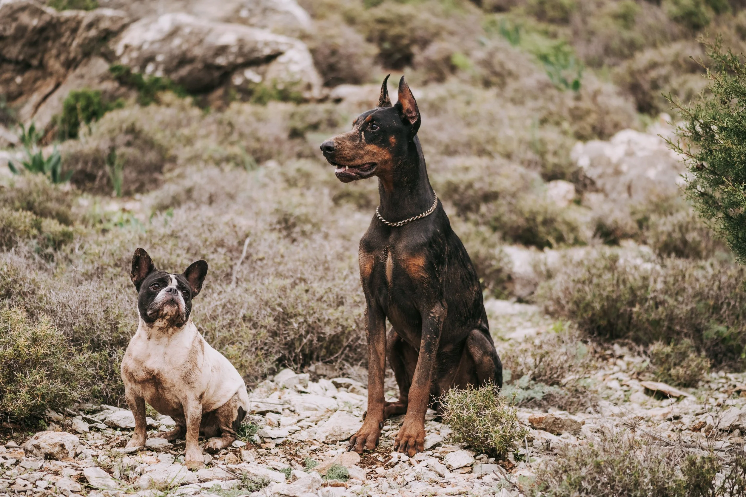 Los perros grandes envejecen más deprisa, un proceso asociado a la pérdida de marcas químicas que mantienen a raya los genes saltarines.