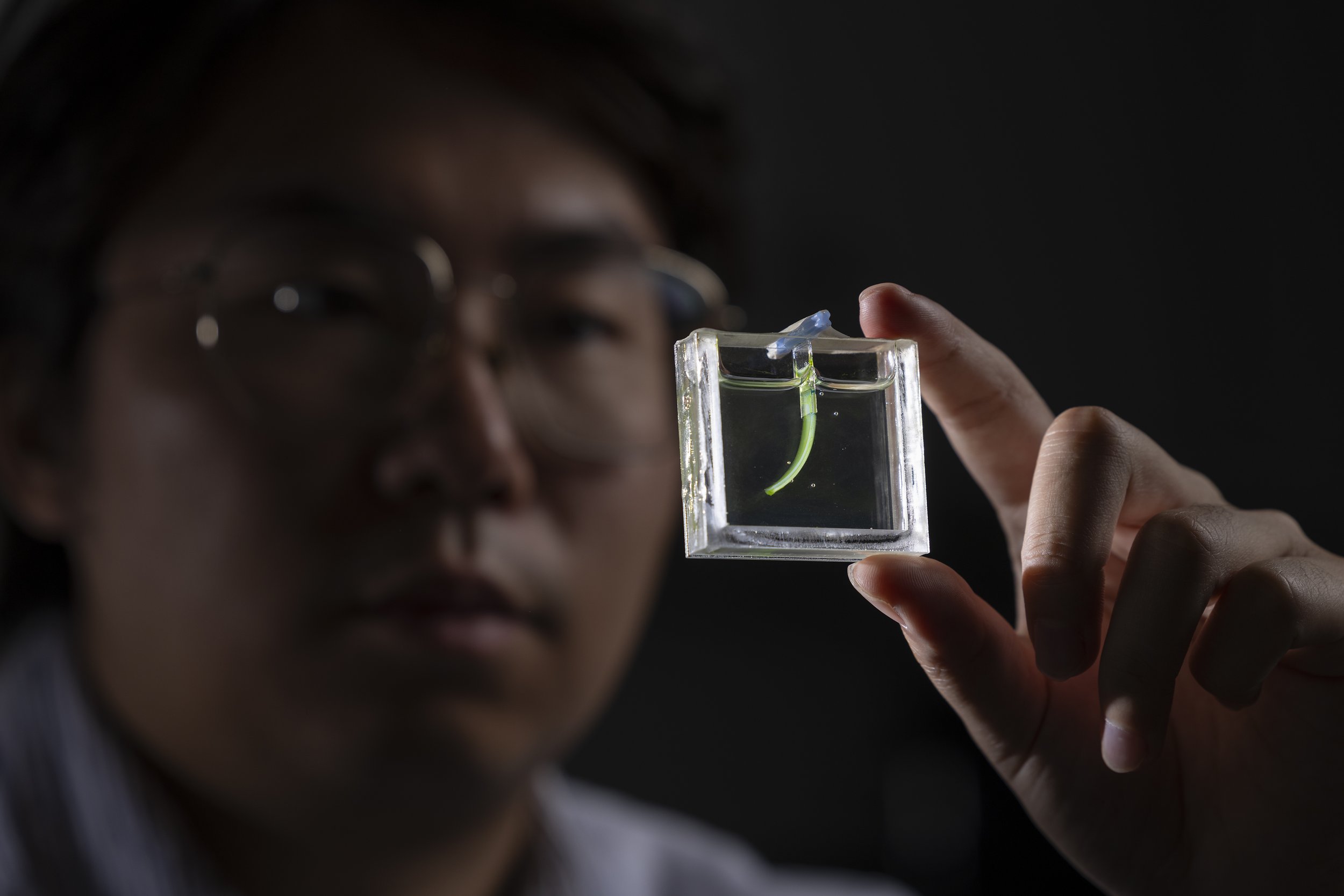 El investigador predoctoral Fan Jiang, primer autor del estudio de la Universidad Tecnológica de Delft, muestra el diminuto brazo robótico que transforma la actividad fotosintética de las microalgas en movimiento mecánico.