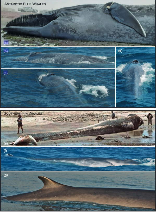 Avistamientos y varamientos de ballenas azules antárticas y rorcuales comunes australes en el Atlántico sudoriental.