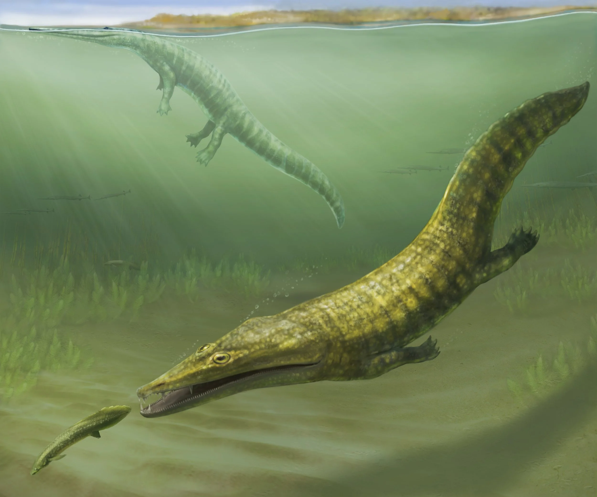 Recreación de los antiguos anfibios marinos Erythrobatrachus (en primer plano) y Aphaneramma (al fondo) nadando frente a la costa de lo que hoy es el extremo norte de Australia Occidental, hace unos 250 millones de años.