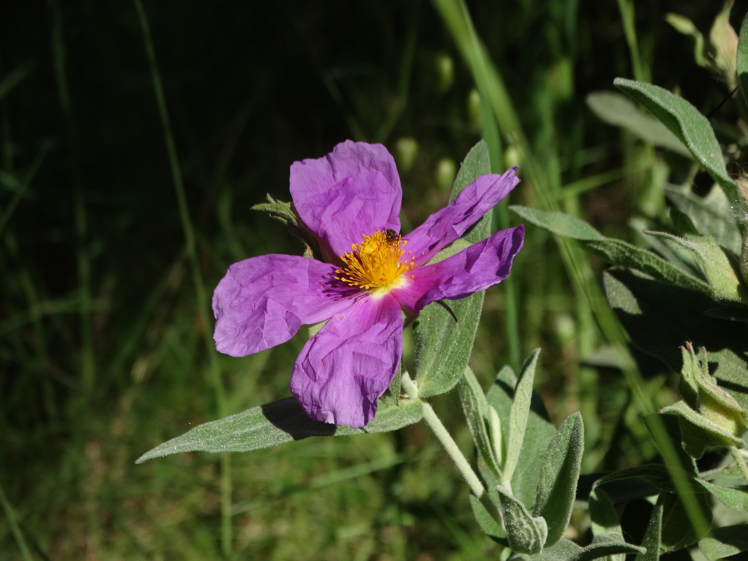 DSC01555.JPG
