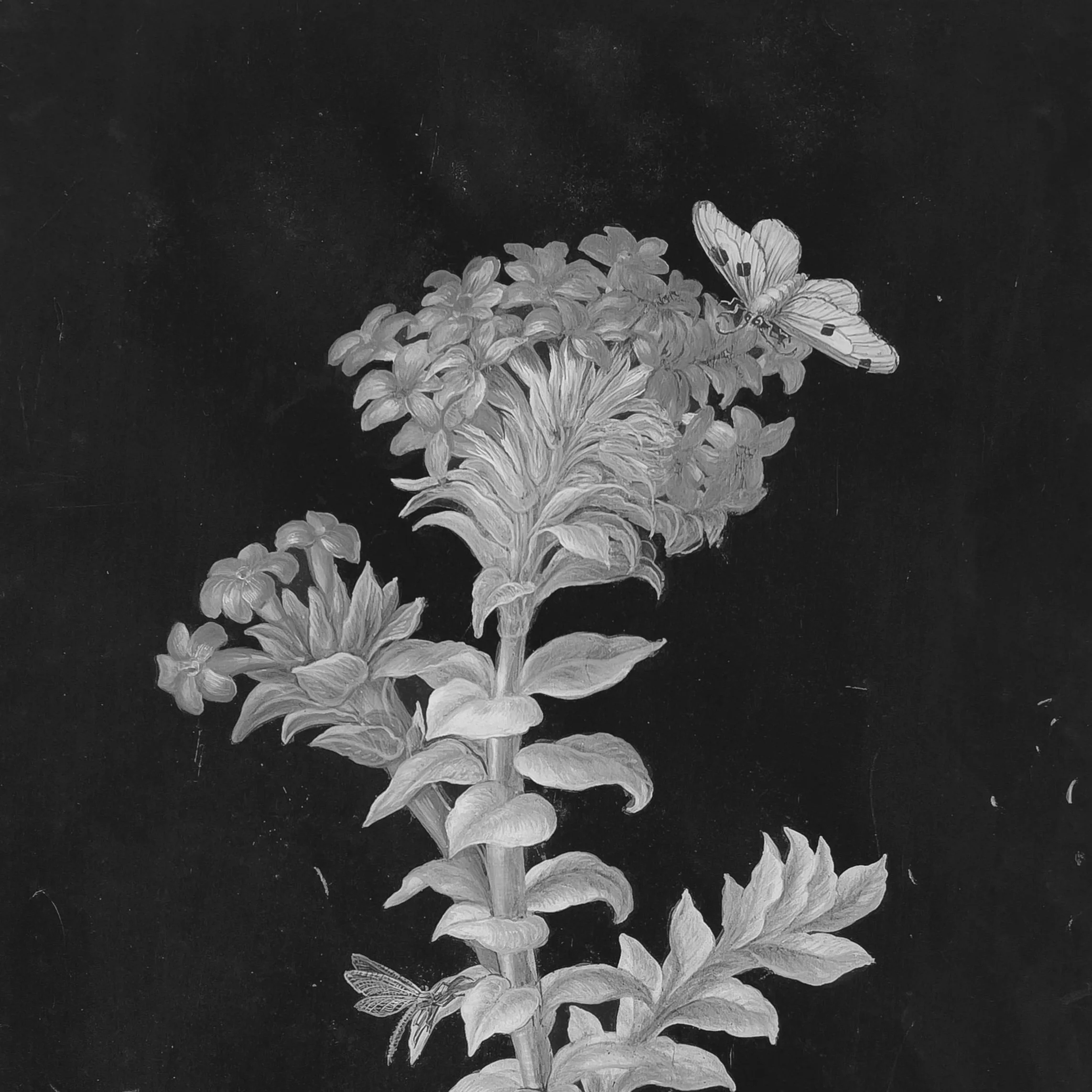 BARBARA REGINA DIETZSCH [DE]