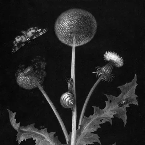 BARBARA REGINA DIETZSCH [DE]