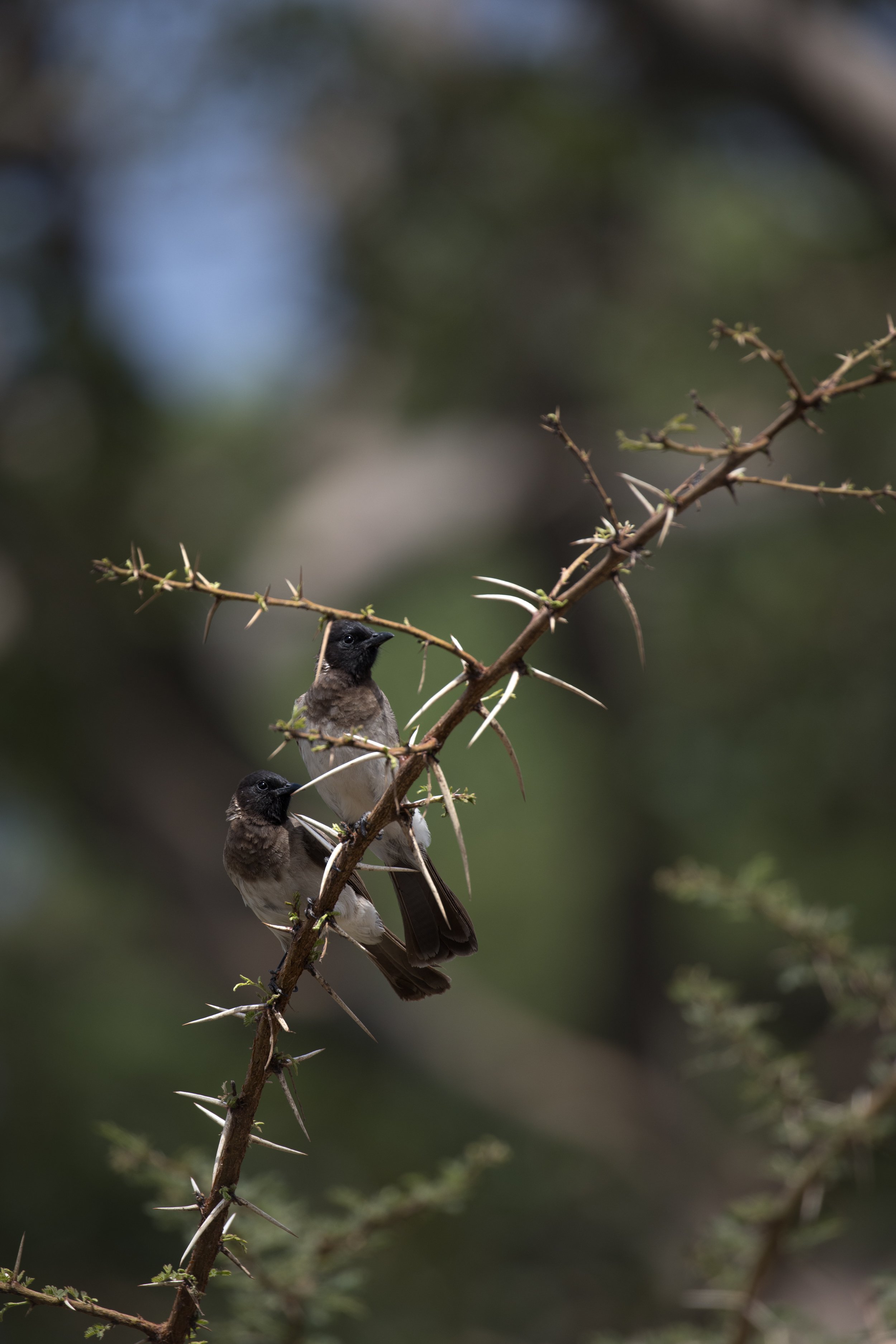 Bishoftu Lake_Birds May2025-2.jpg