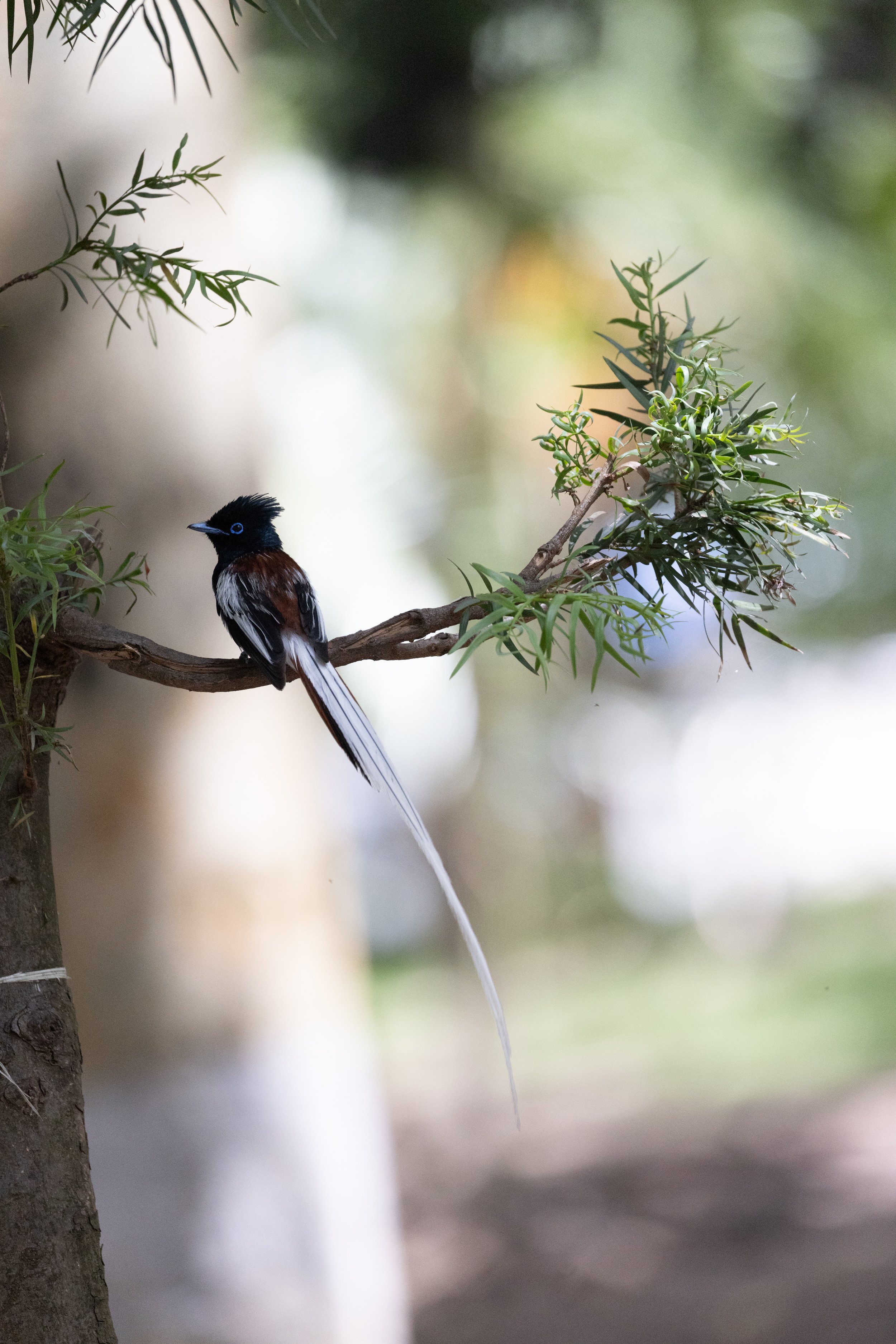 Bishoftu Lake_Birds May2025-8.jpg