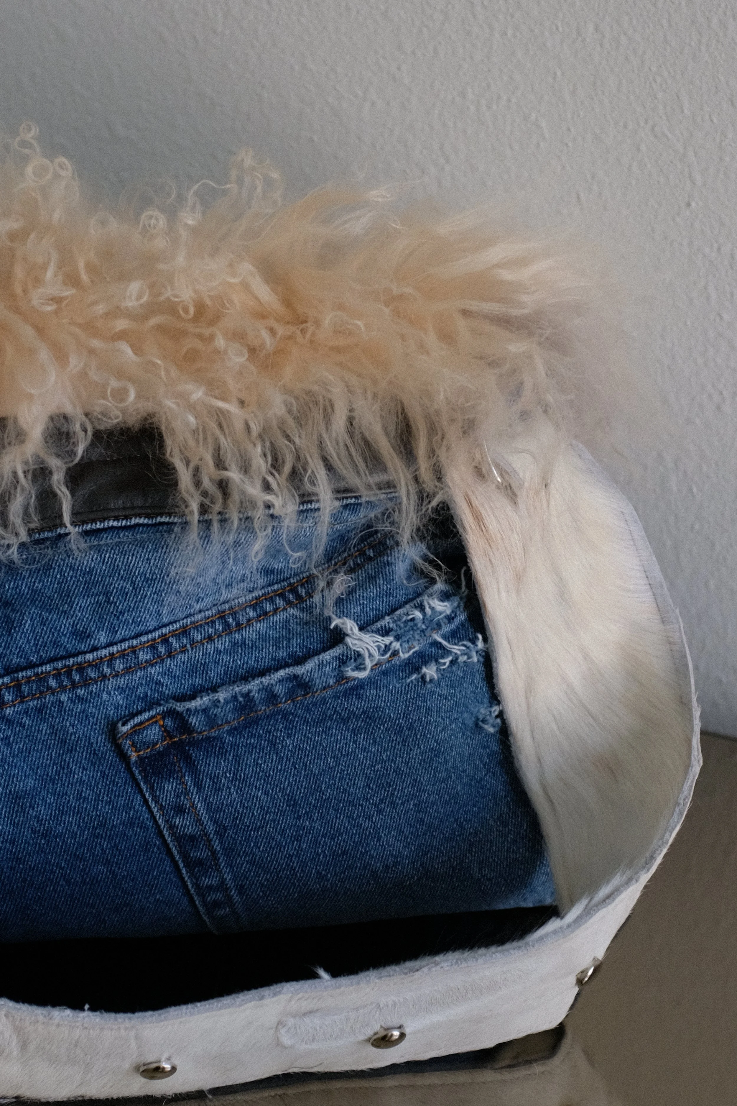 A small white dog with curly fur resting its head on a person's lap, who is wearing blue jeans.